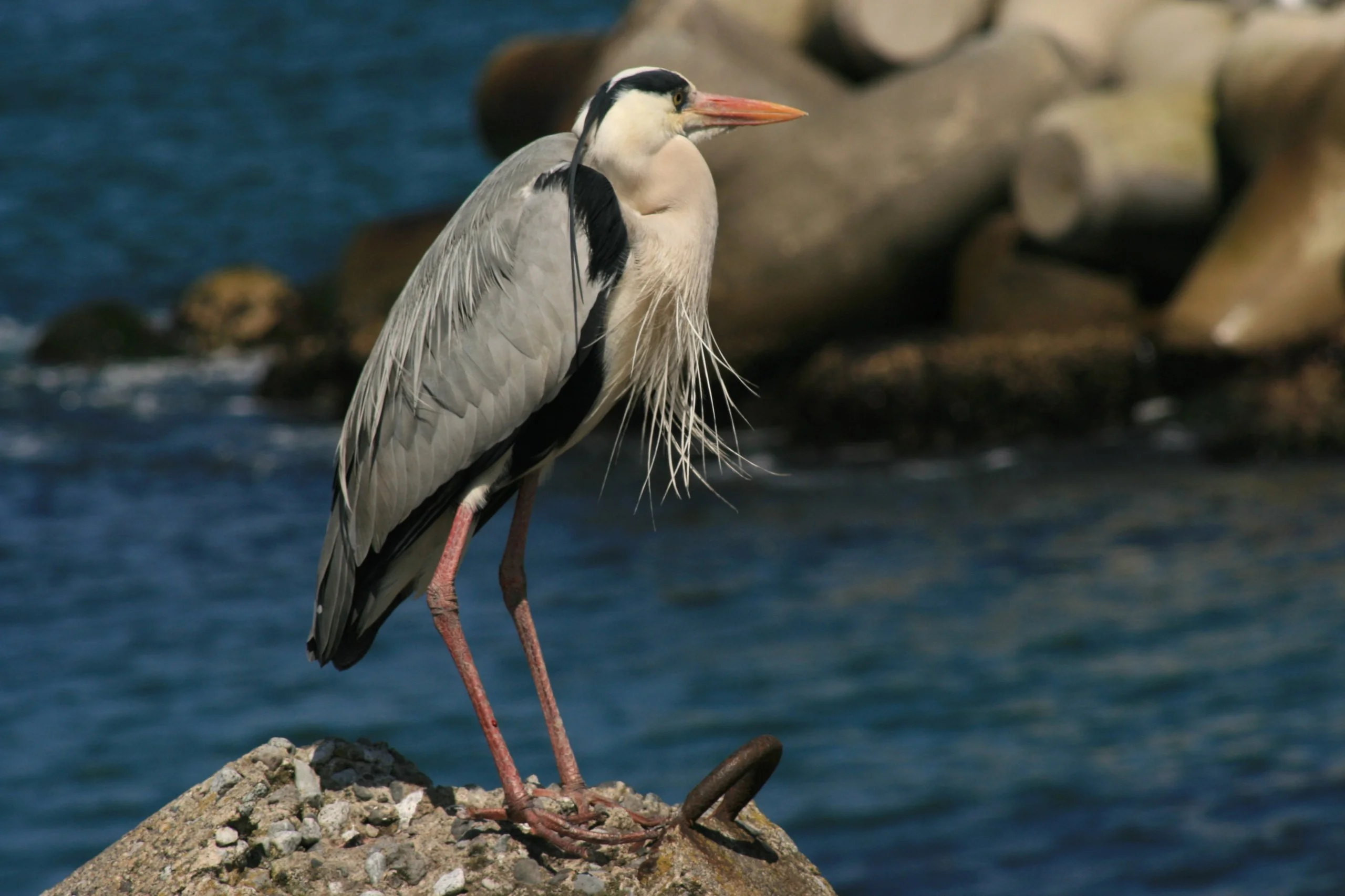 Blue Heron