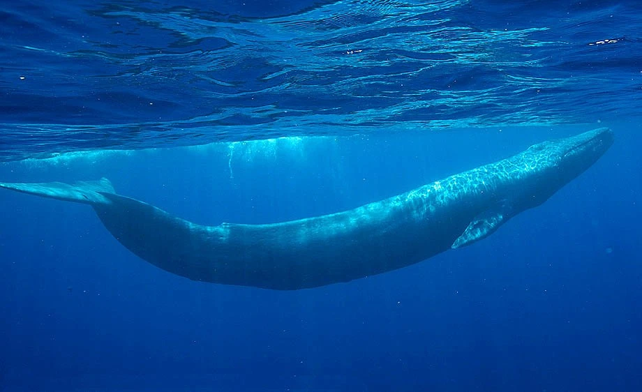Blue Whale