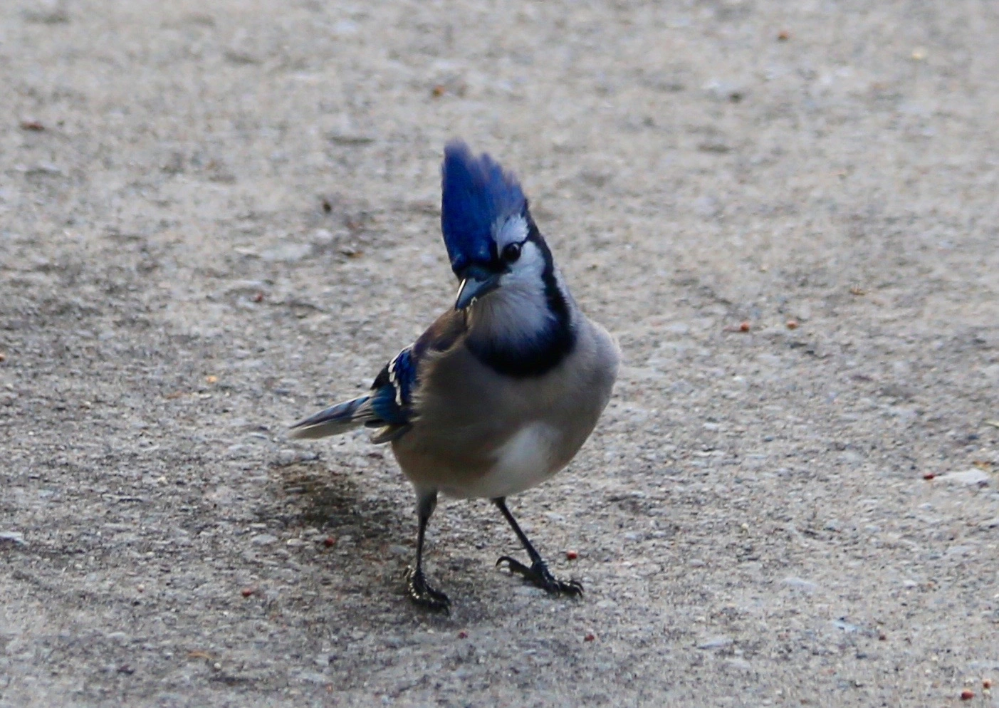 Bluejay