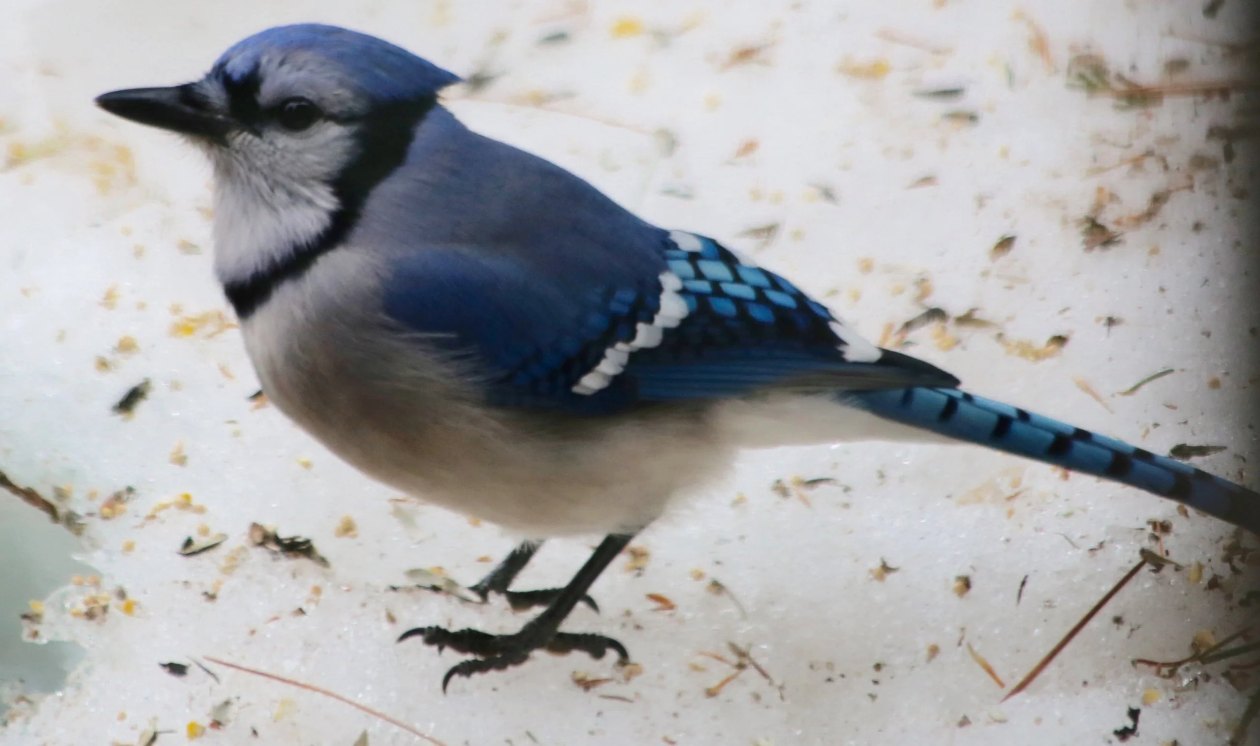 Bluejay
