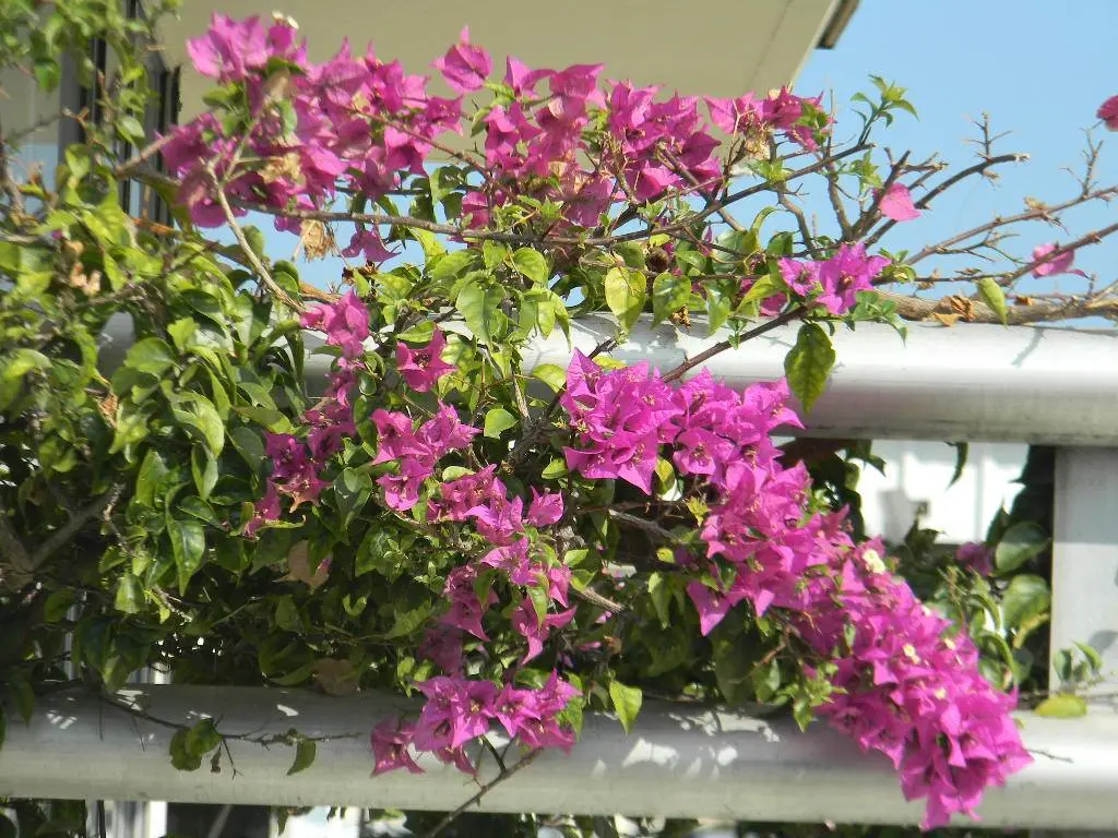 Bougainvillea