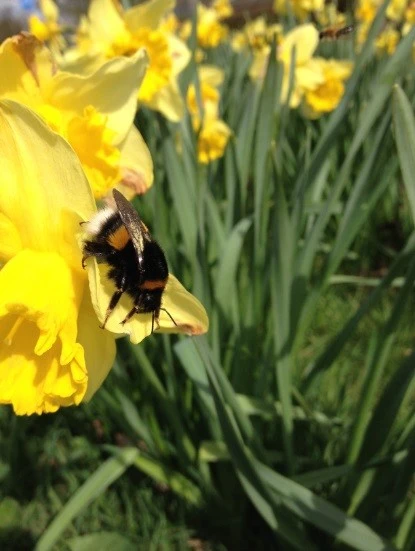 Bumblebee and Friend