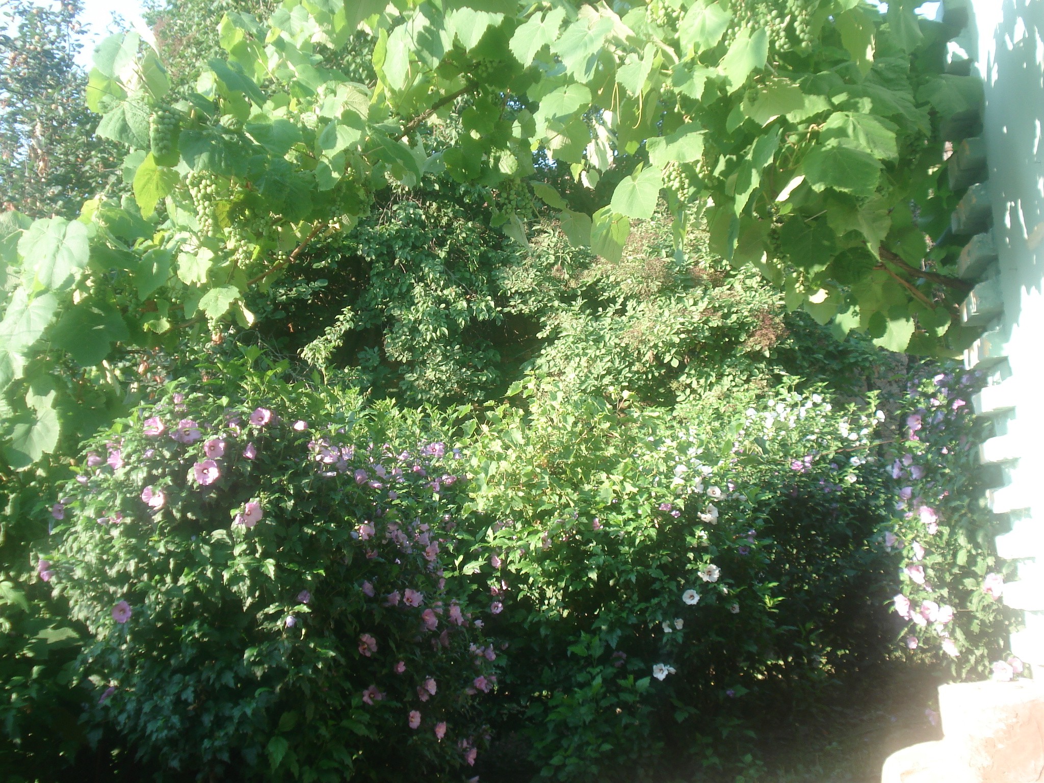 Bushes with Flowers