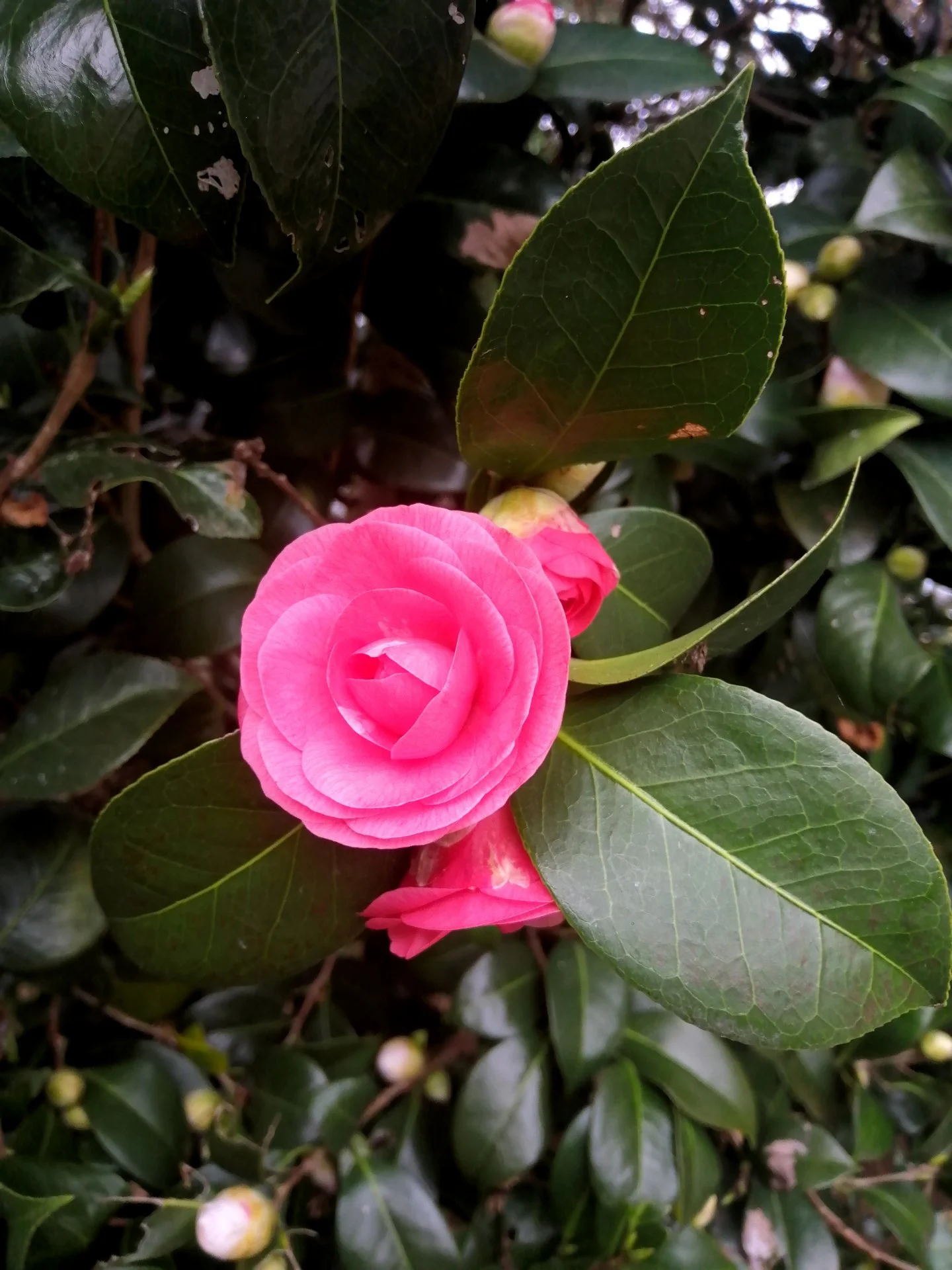 Cammelia flower.