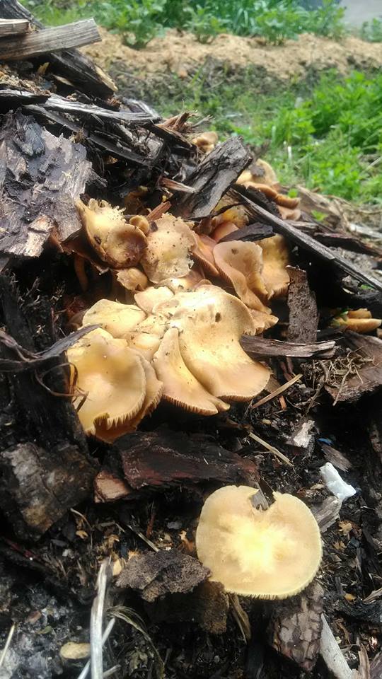 can anyone identify these mushrooms?