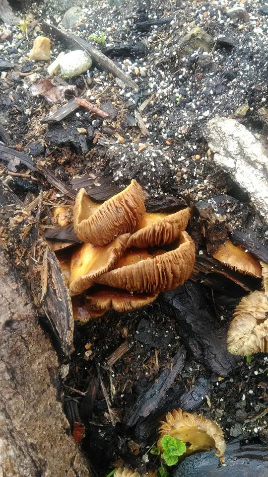 can anyone identify these mushrooms?