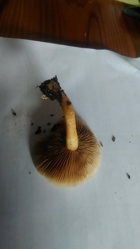 can anyone identify this mushroom?