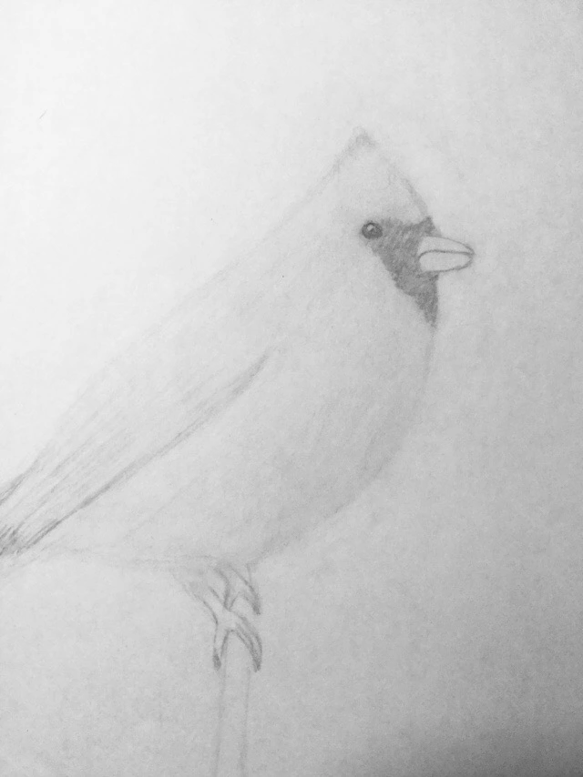 Cardinal Drawing