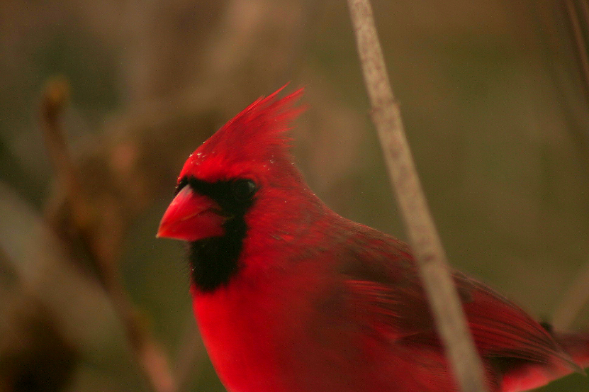 Cardinal