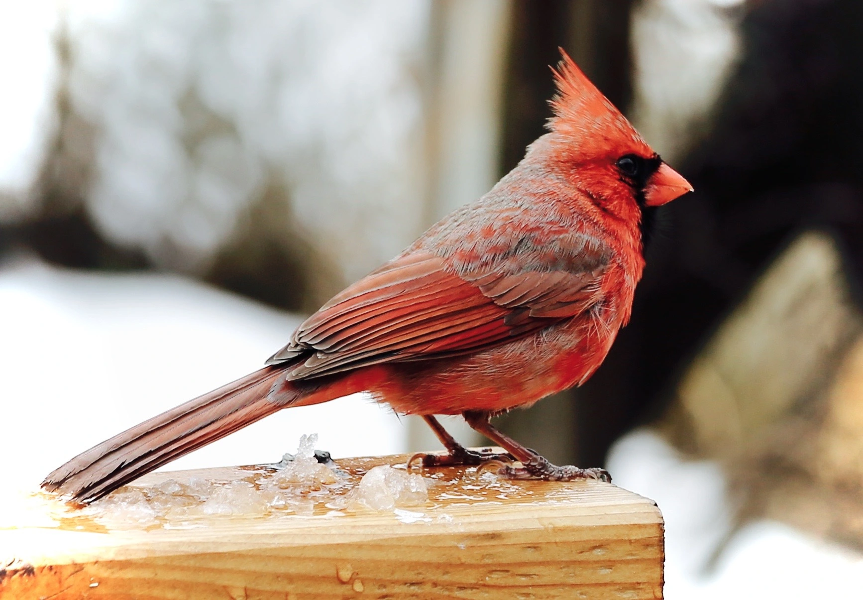 Cardinal