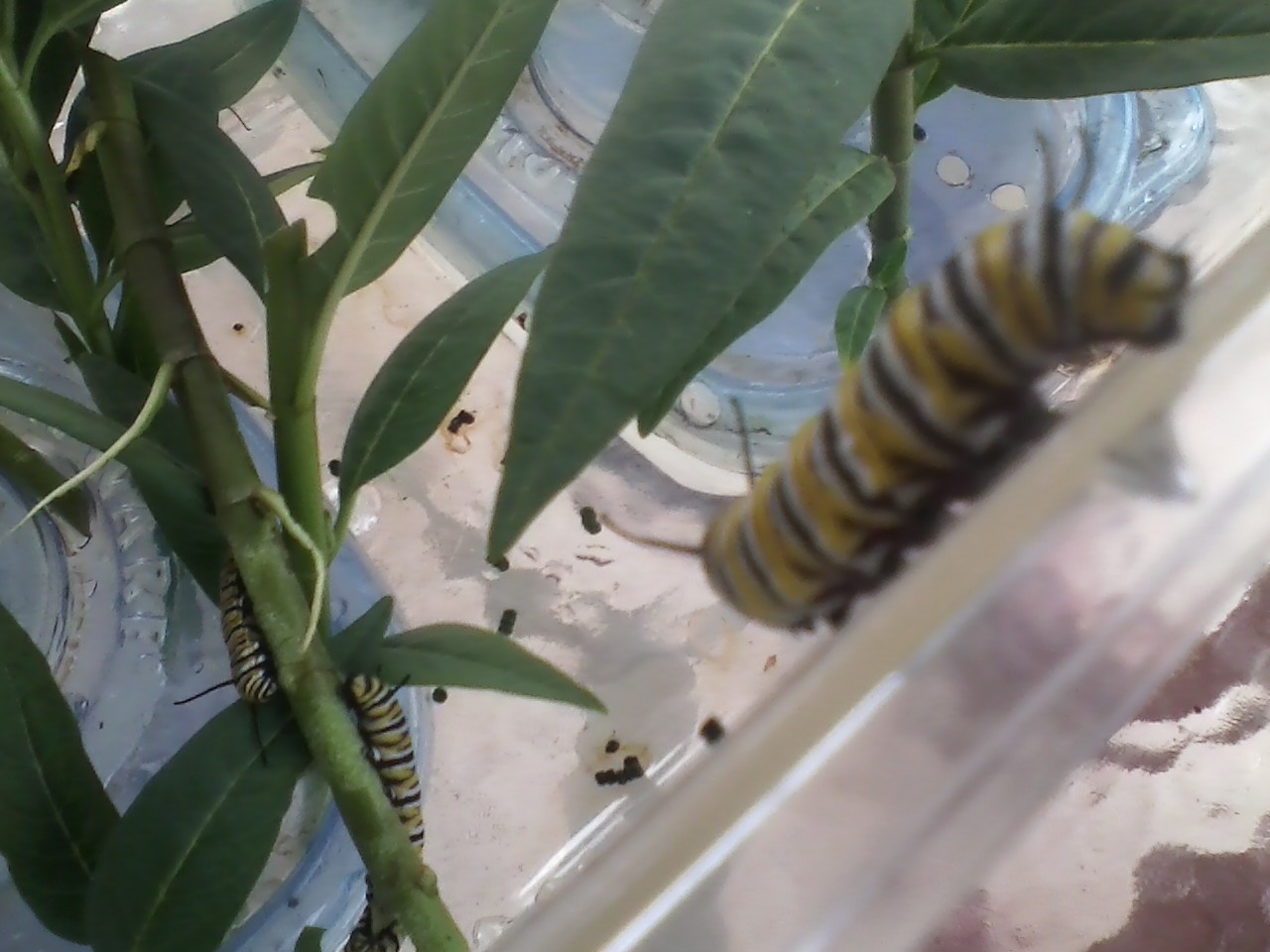 caterpillar friend