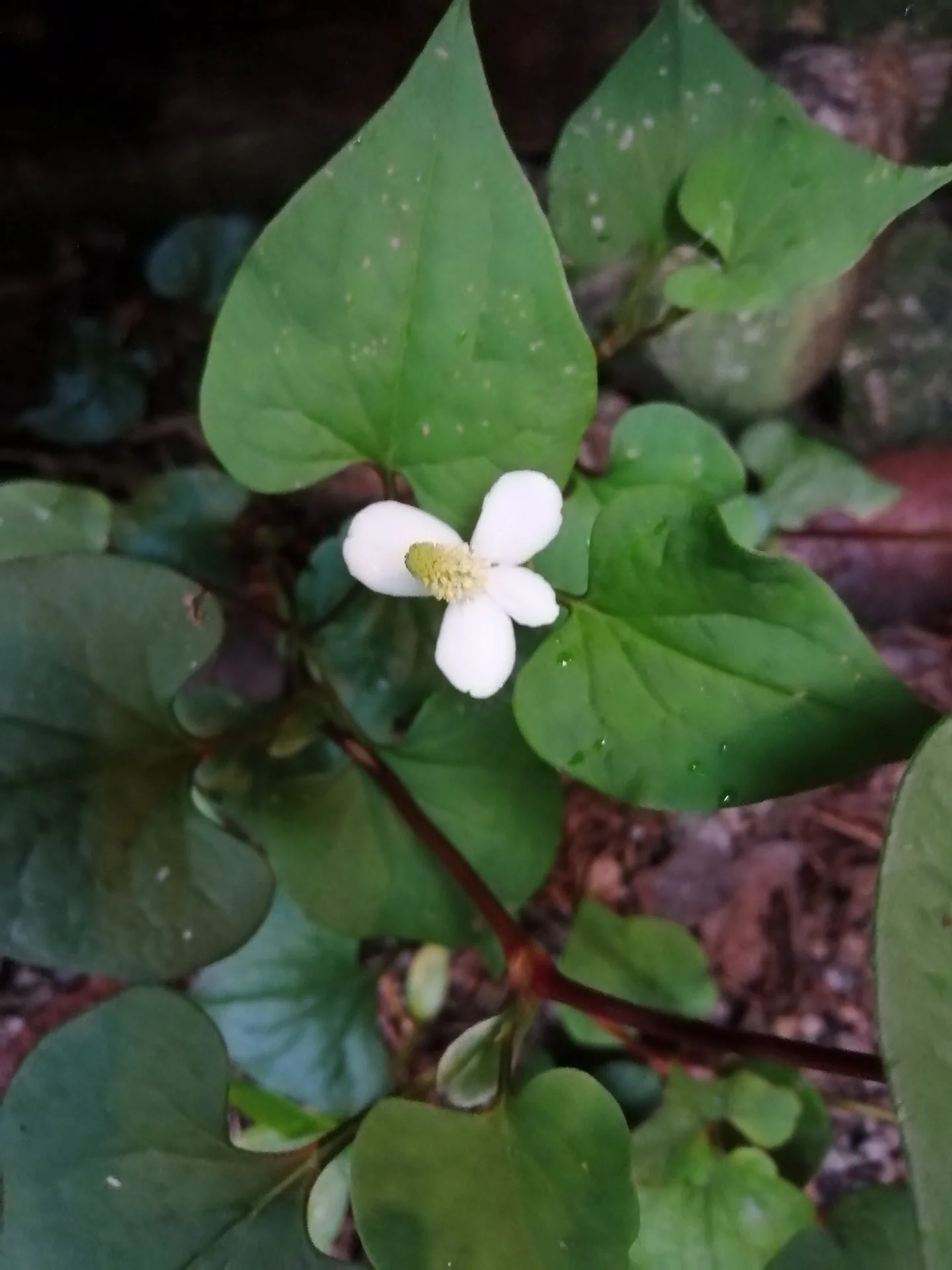 Chameleon plant flower