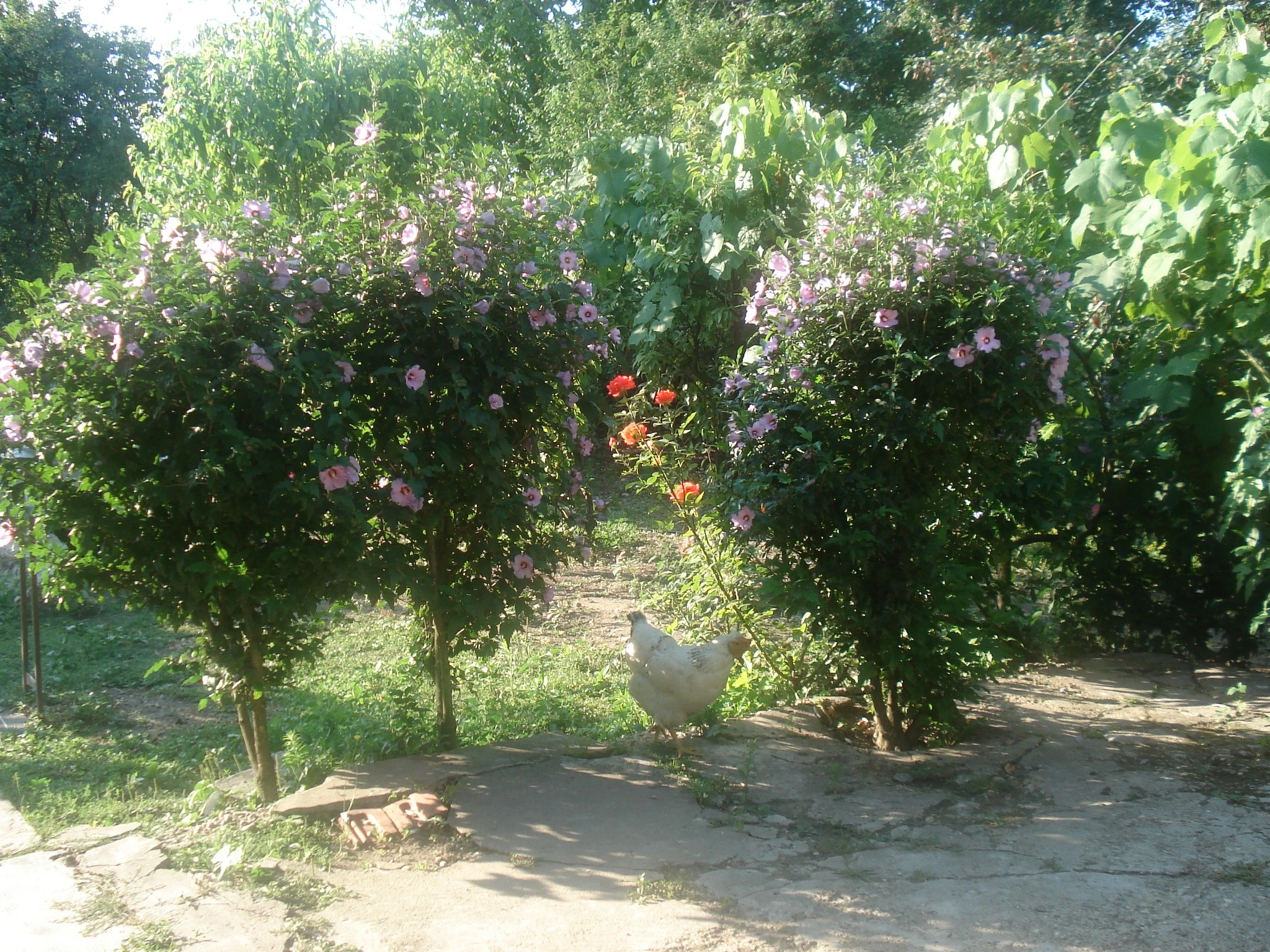 Chicken in Bushes