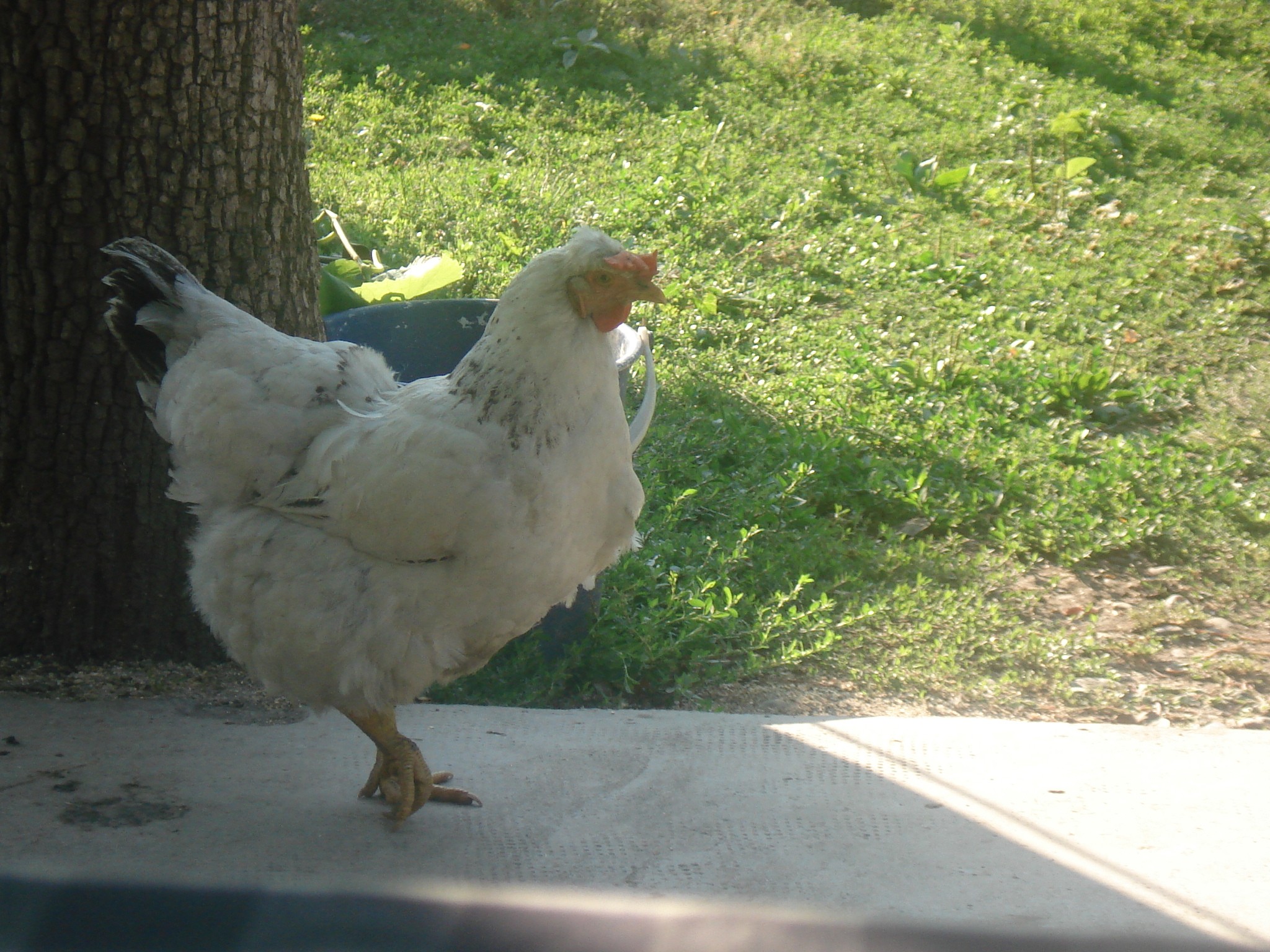 Chicken in the Courtyard