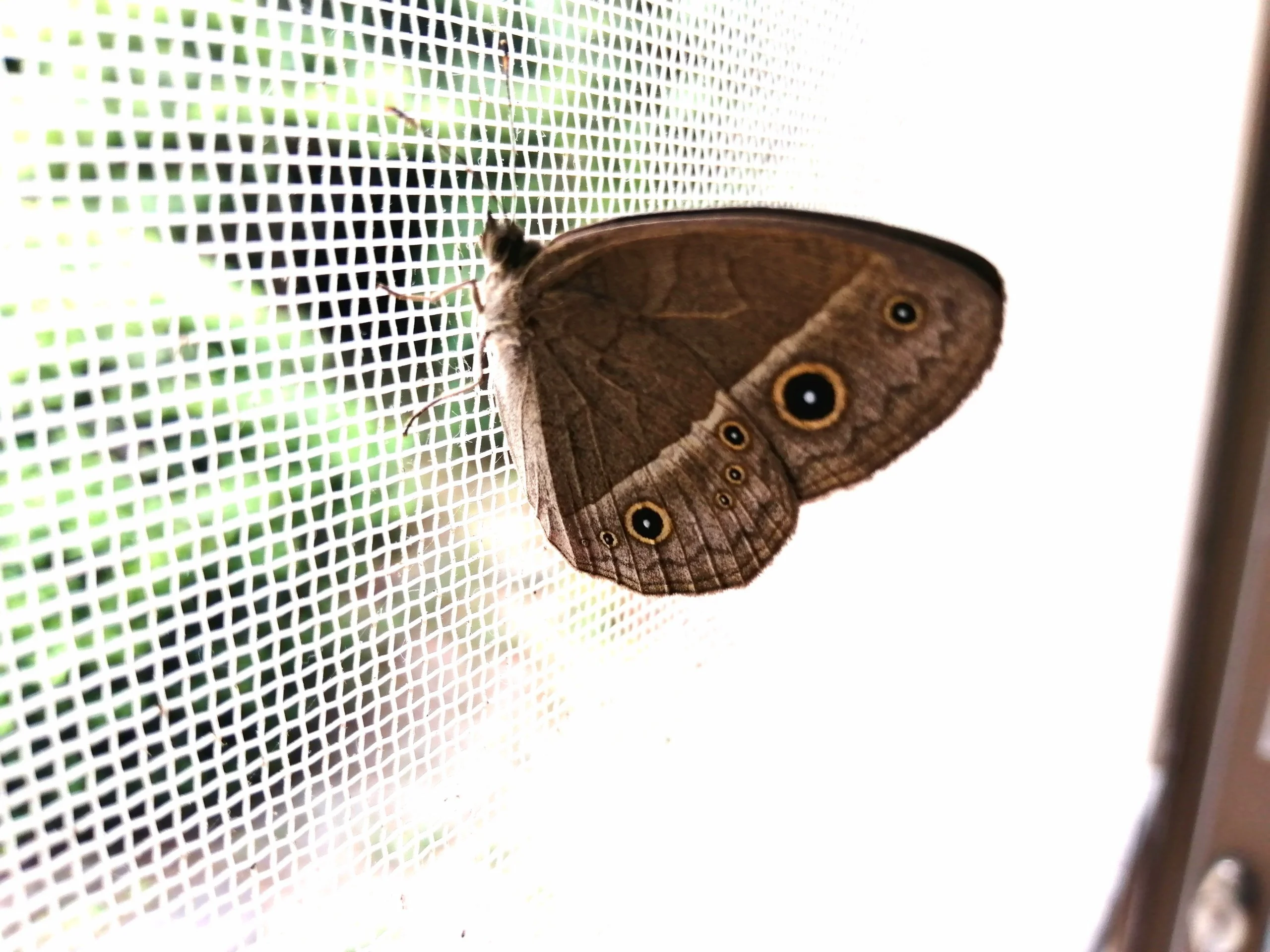 Chinese bushbrown butterfly