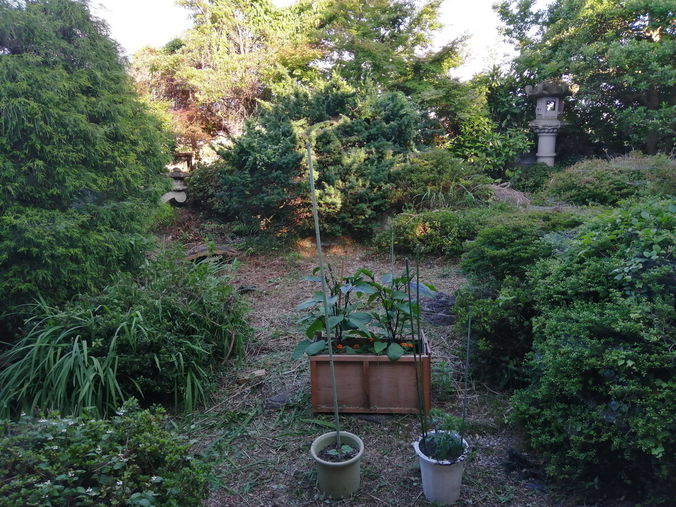 Clearing out my backyard slowly but surely.