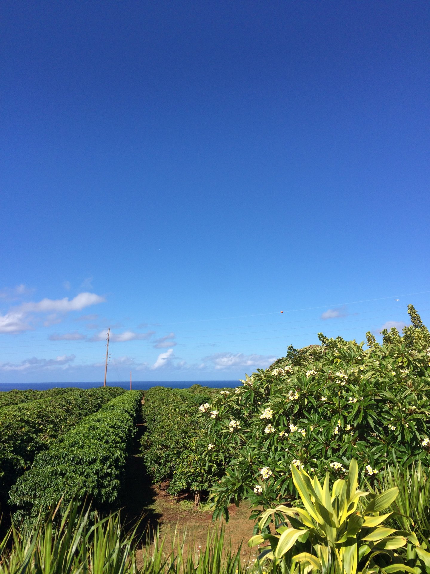 Coffee plantation, Kauai