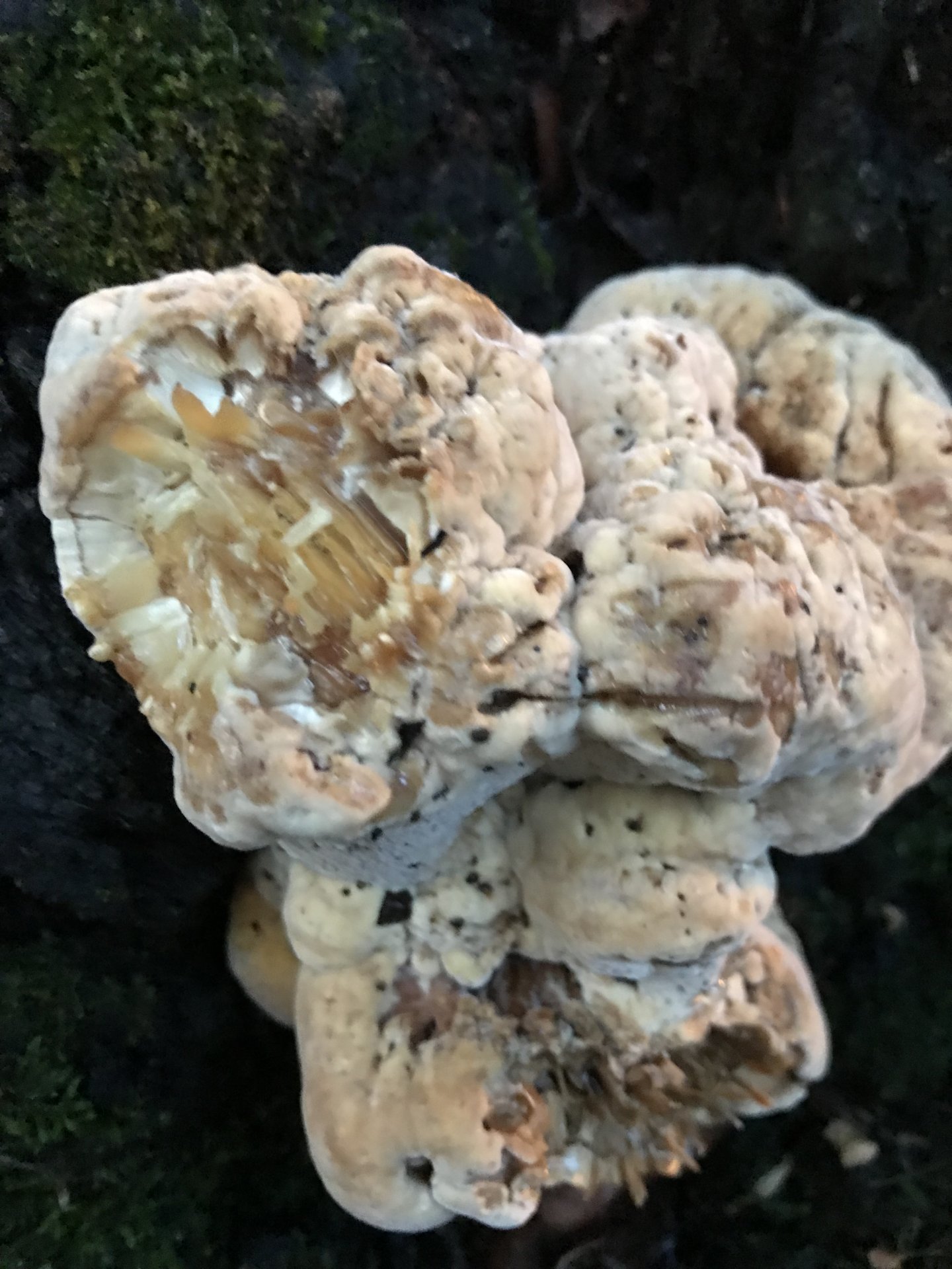 Cool fungus on base of oak tree 2
