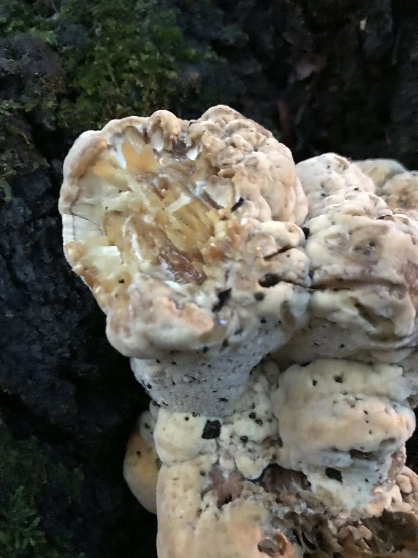 Cool fungus on base of oak tree 3