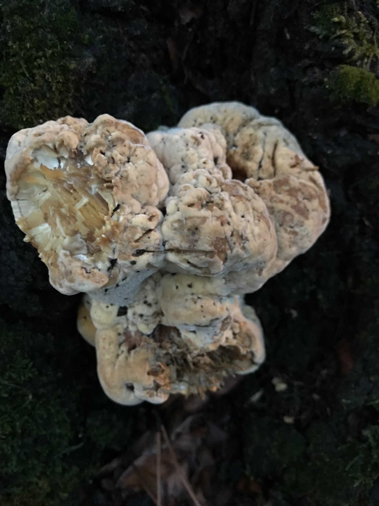 Cool fungus on base of oak tree