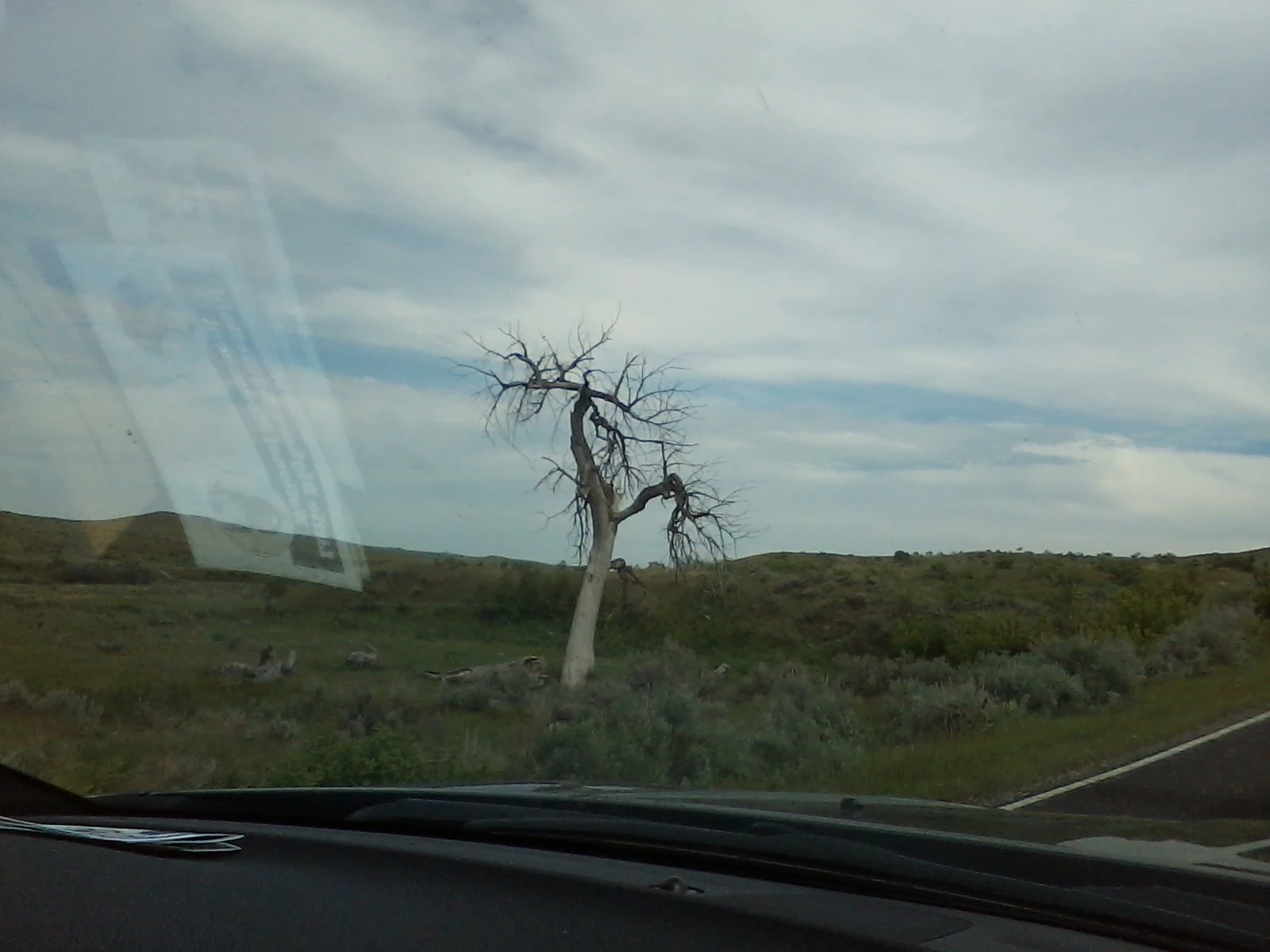 cool looking tree on custers battlefield in montana