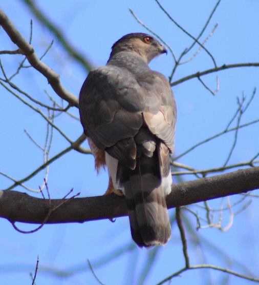 Coopers hawk