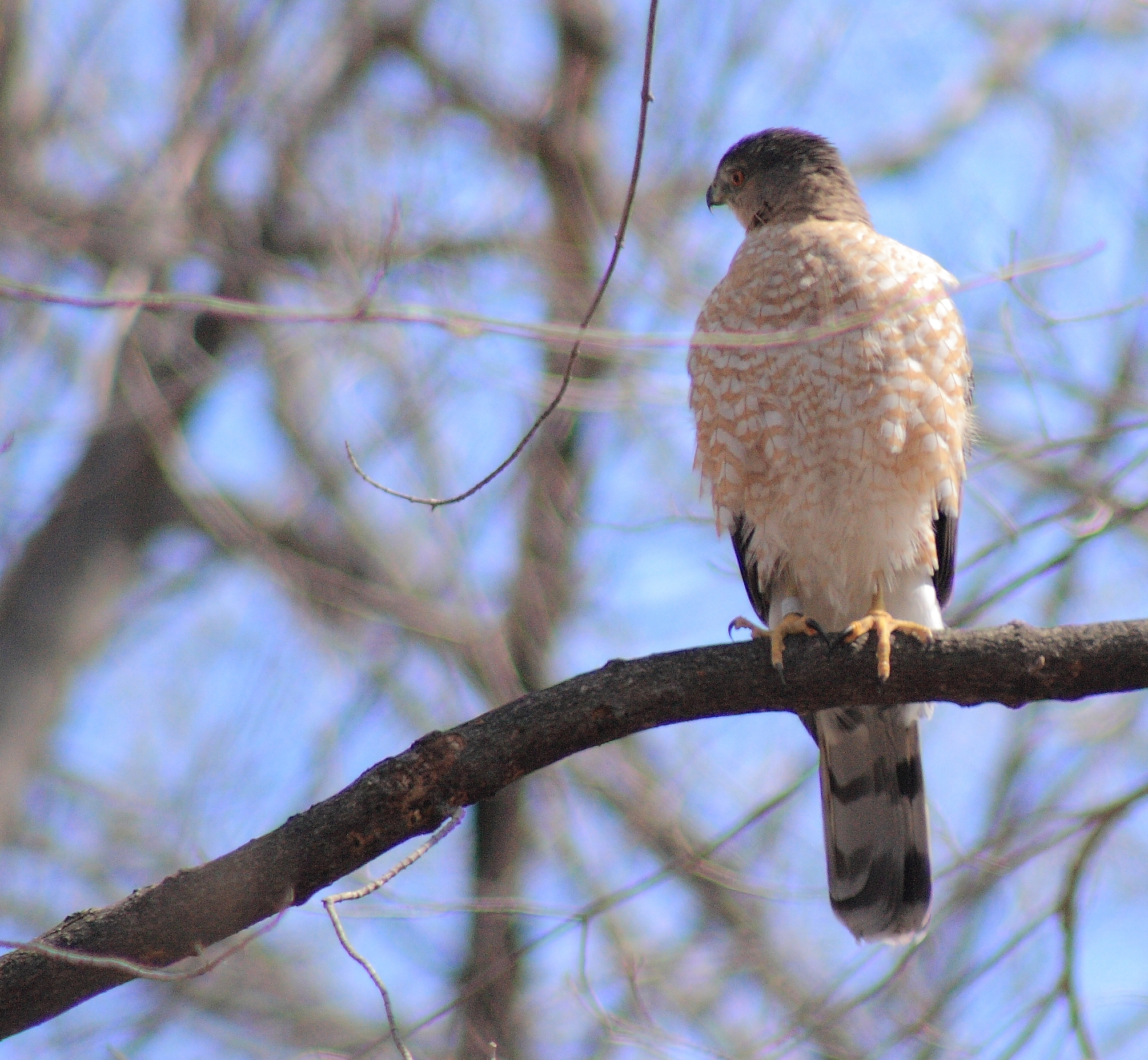 Coopers hawk