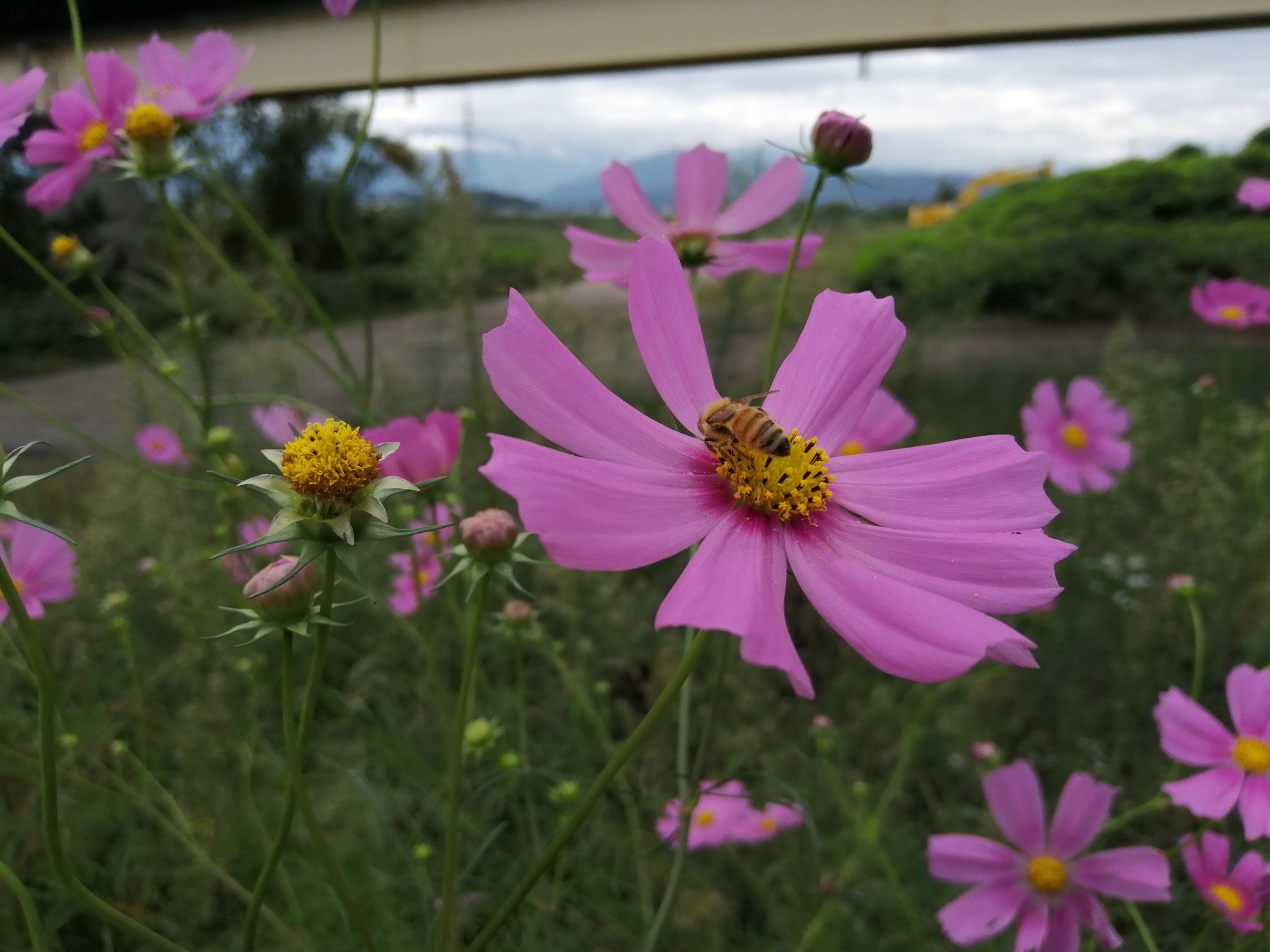 Cosmos and a bee