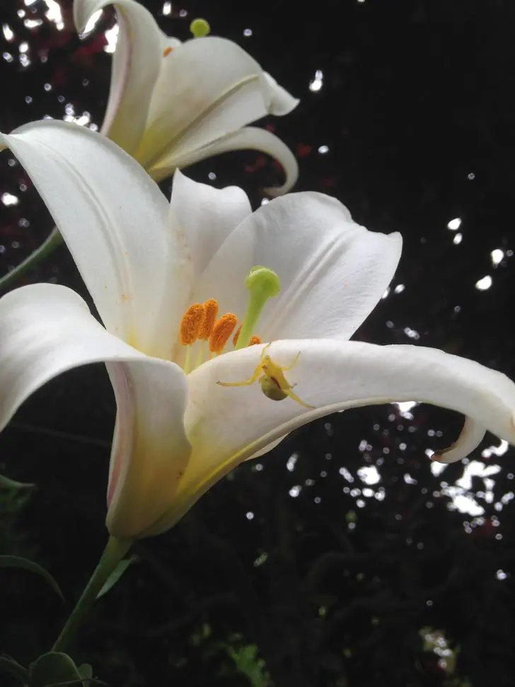 Crab spider on Lily