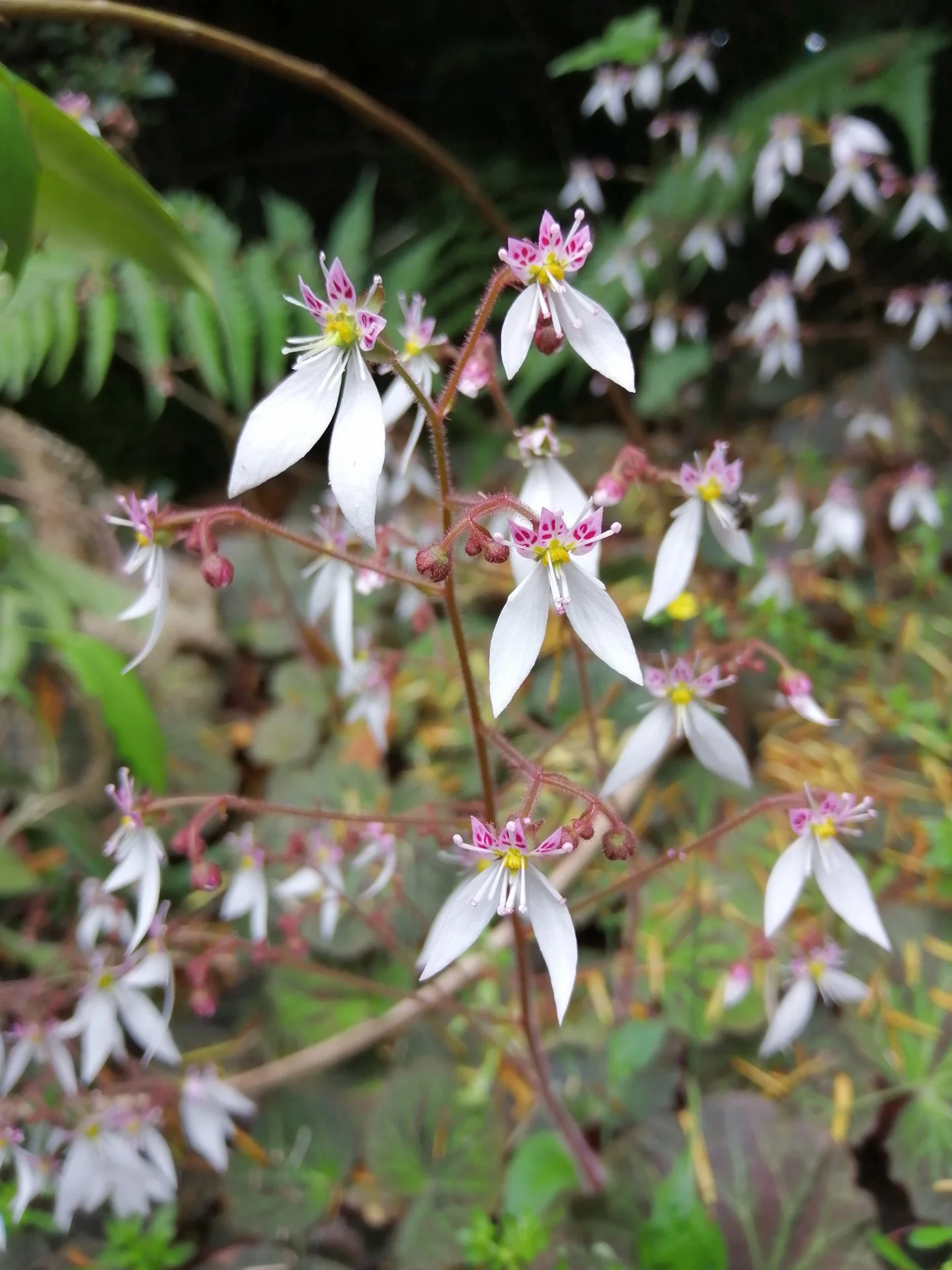 Creeping saxifrage