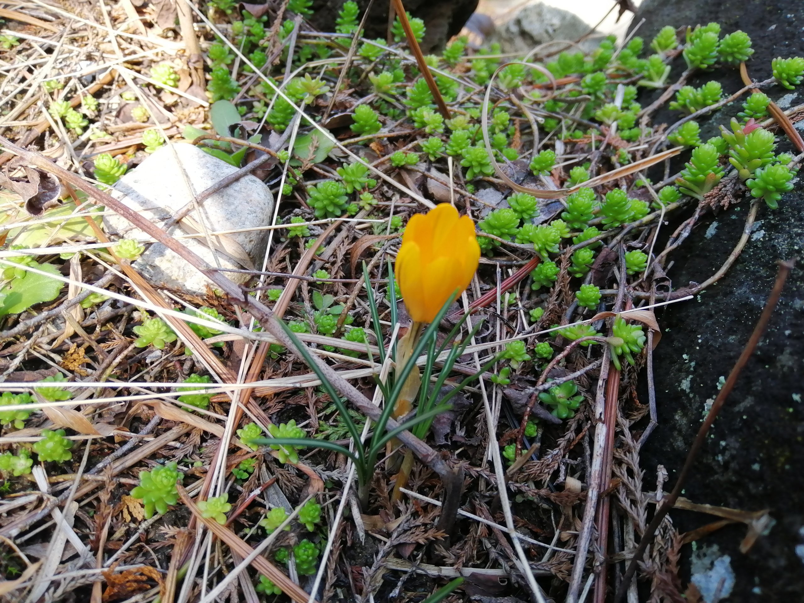 Crocus, the first sign of spring.