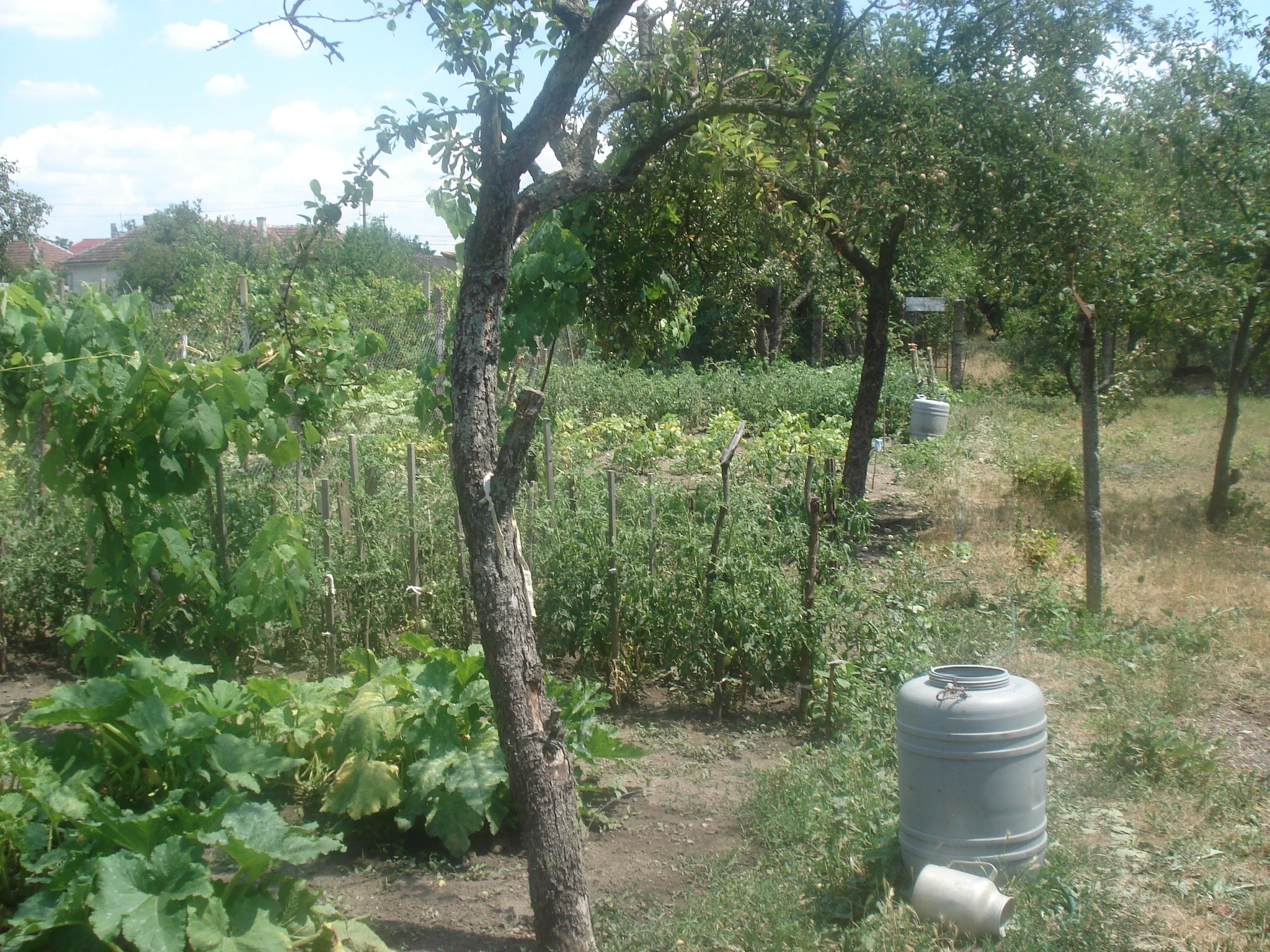 Cultivation in Summer Season