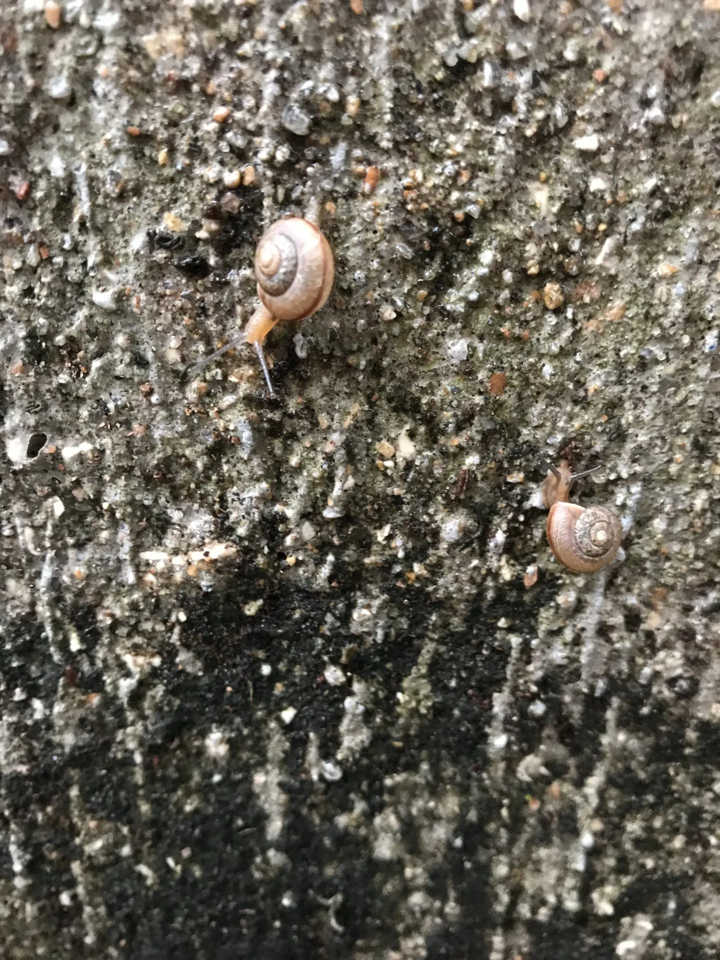 Cute snails