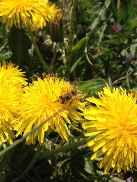 Dandelion and Bee