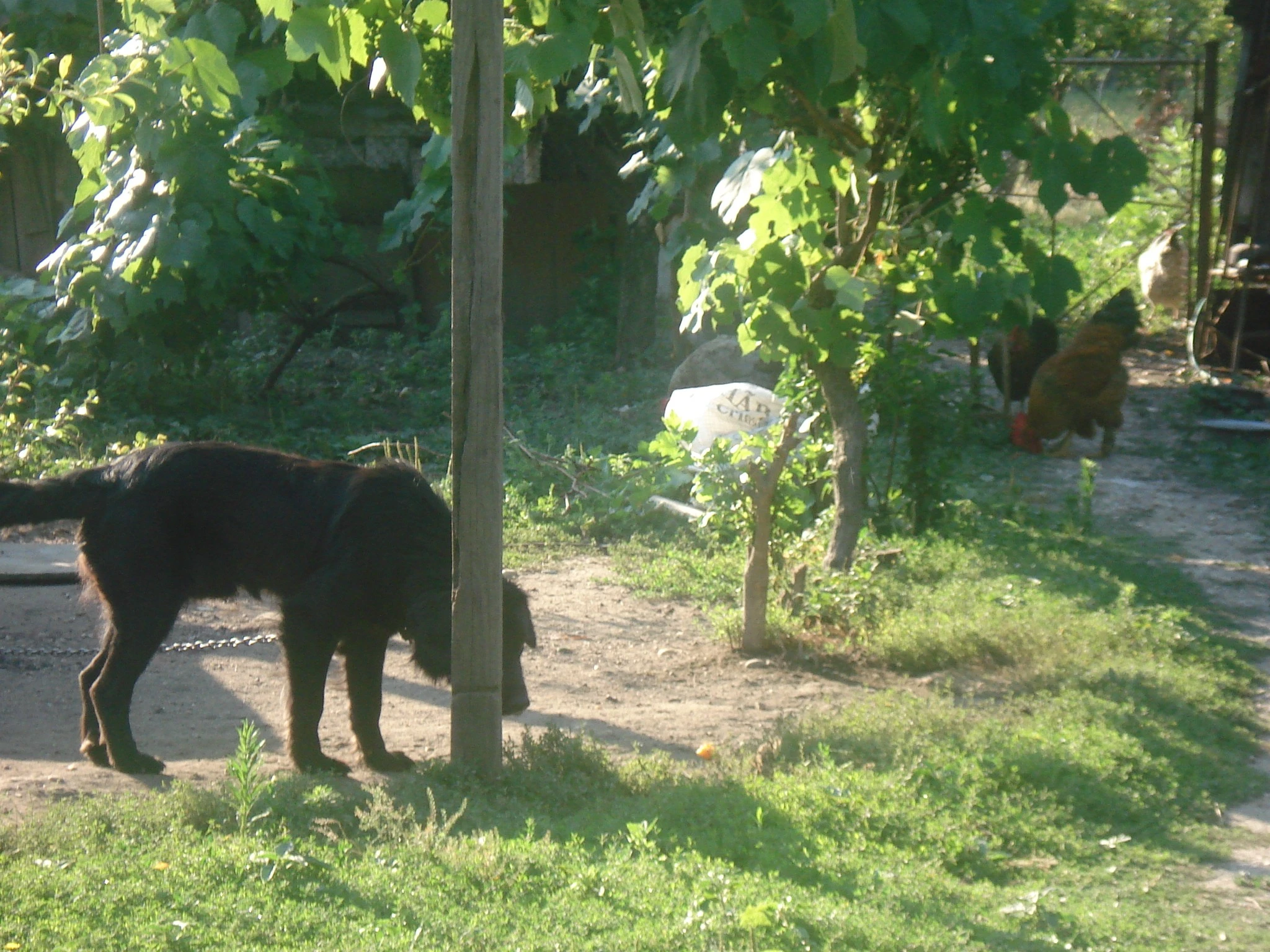 Dog in the Courtyard