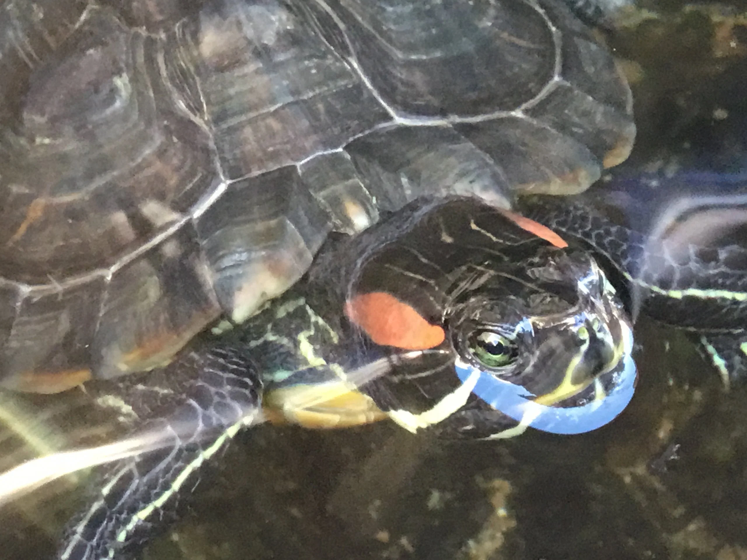 Dorothy my magnificent red-eared slider