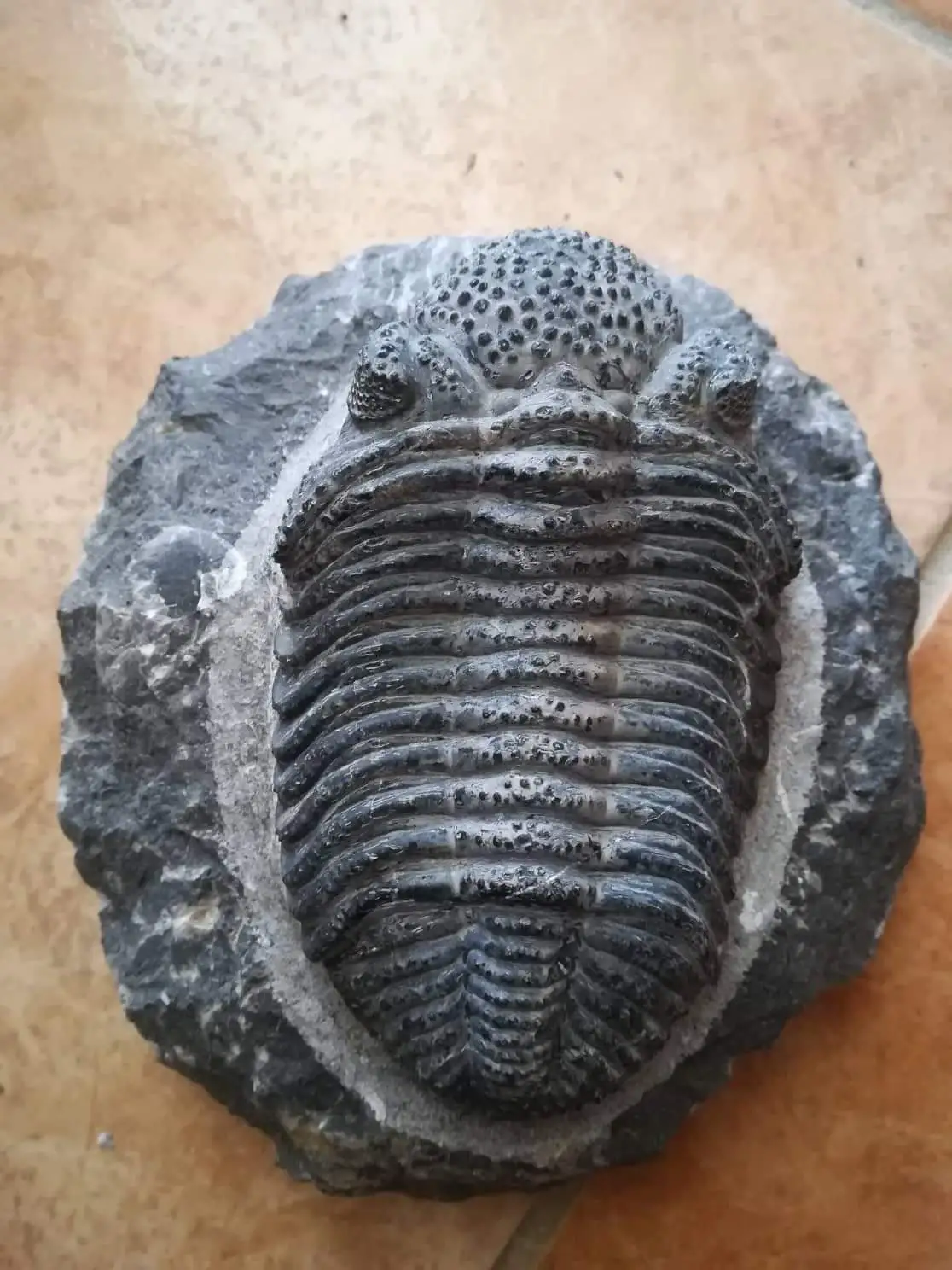 Drotops megalomanicus megalomanicus