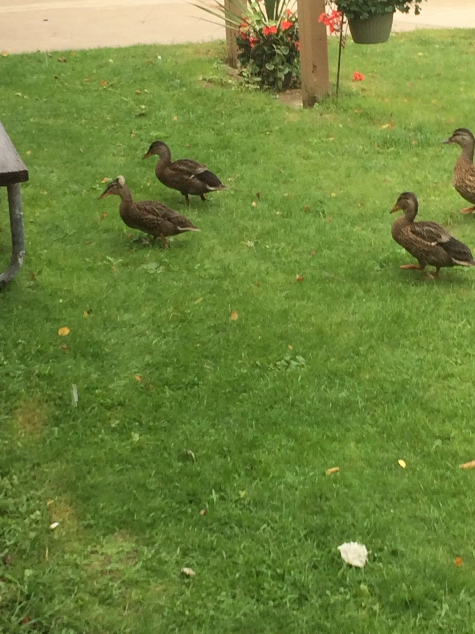 Ducks