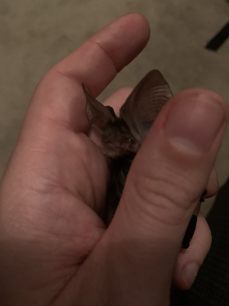 Eastern Long-Eared Bat (Nyctophilus bifax)