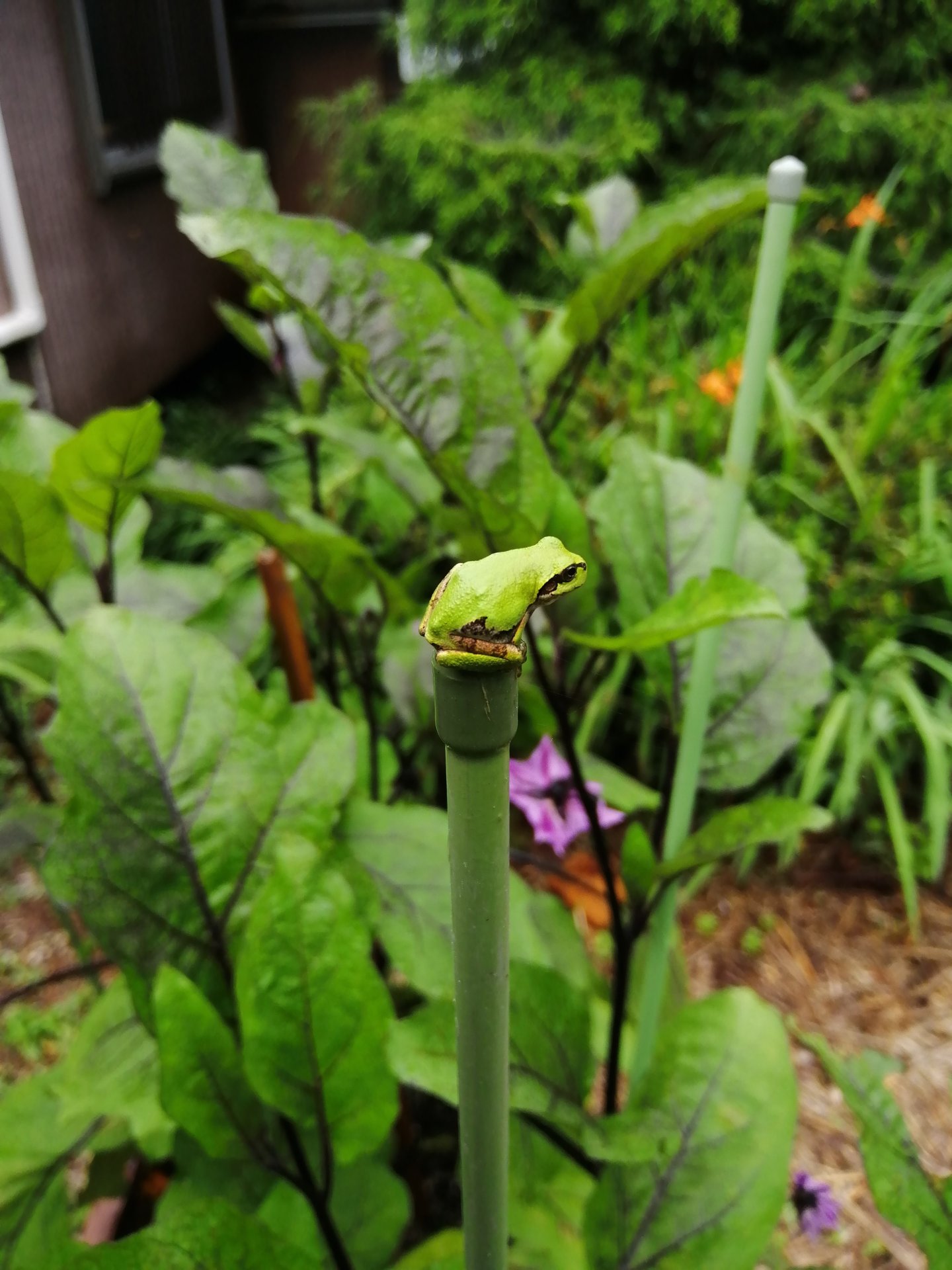 Eggplant guardian