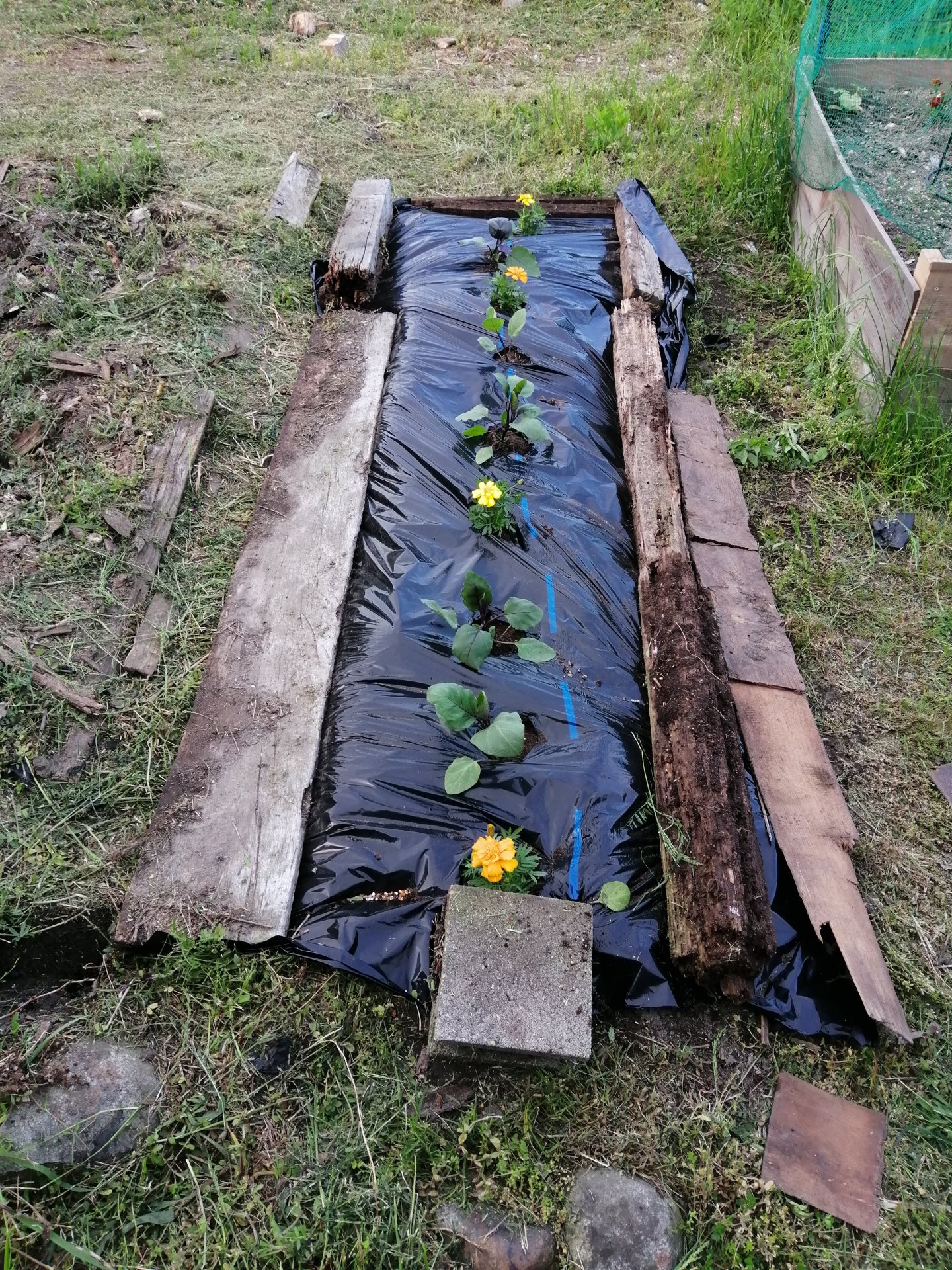 Eggplant row all planted.