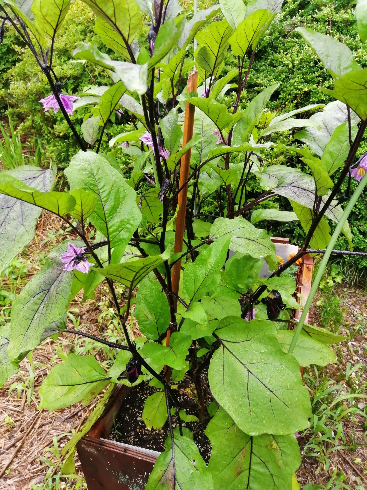 Eggplants are flourishing