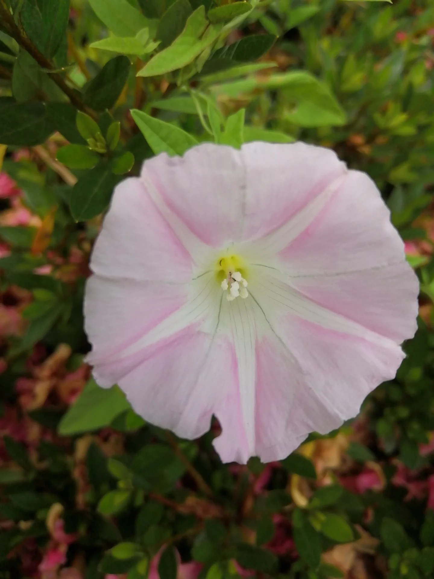 Field blindweed flower
