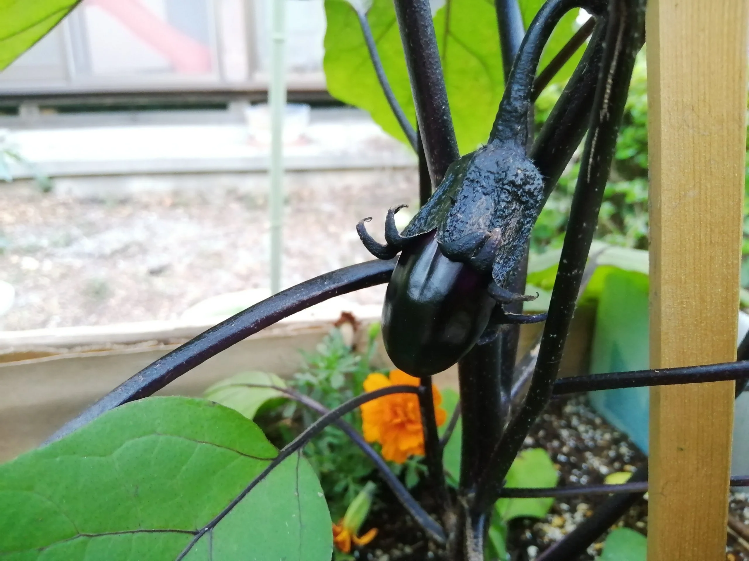 First little eggplant!