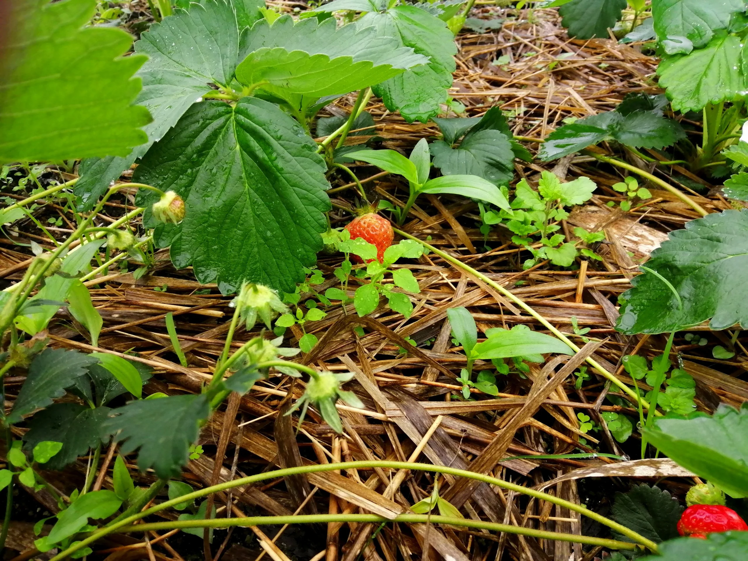 First ripening strawberries.