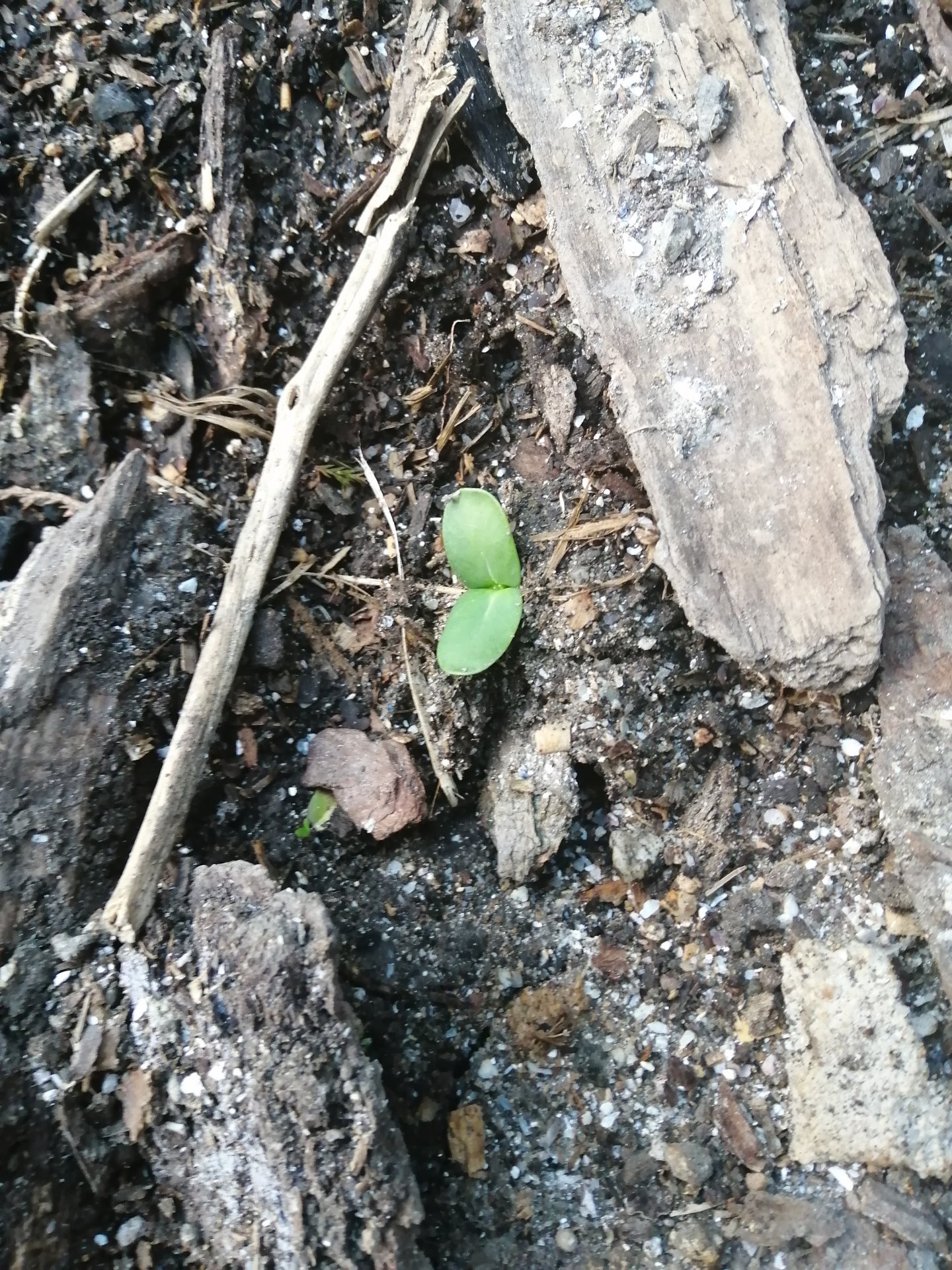First sunflowers are sprouting!