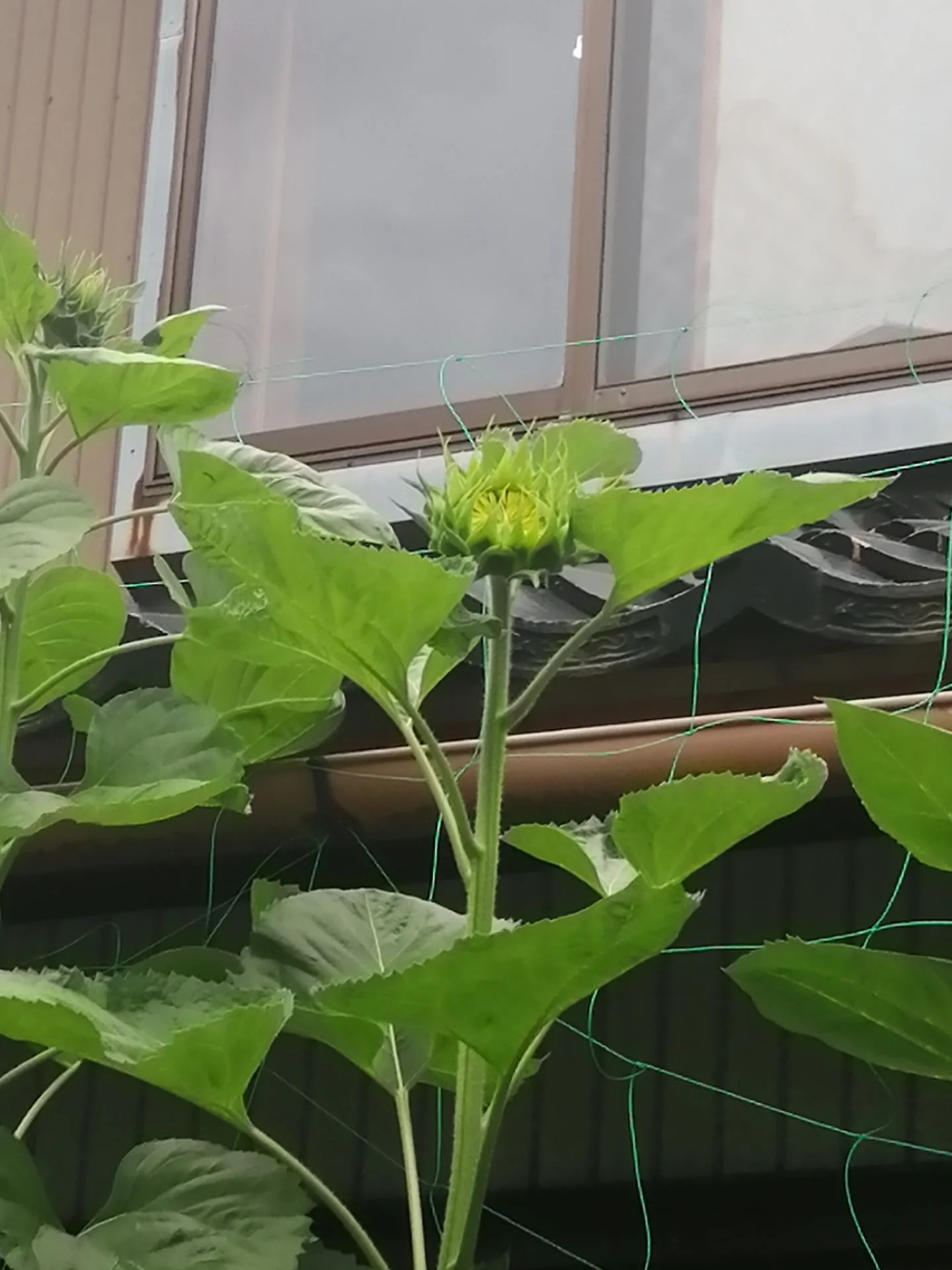 First sunflowers soon!