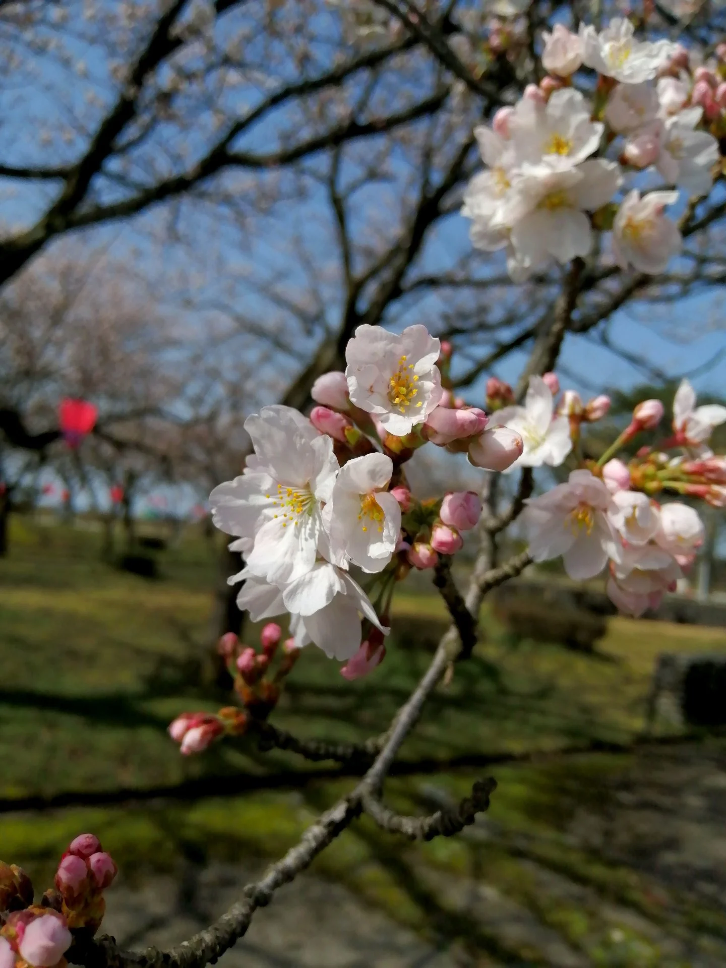 Flowering cherries popped out overnight!