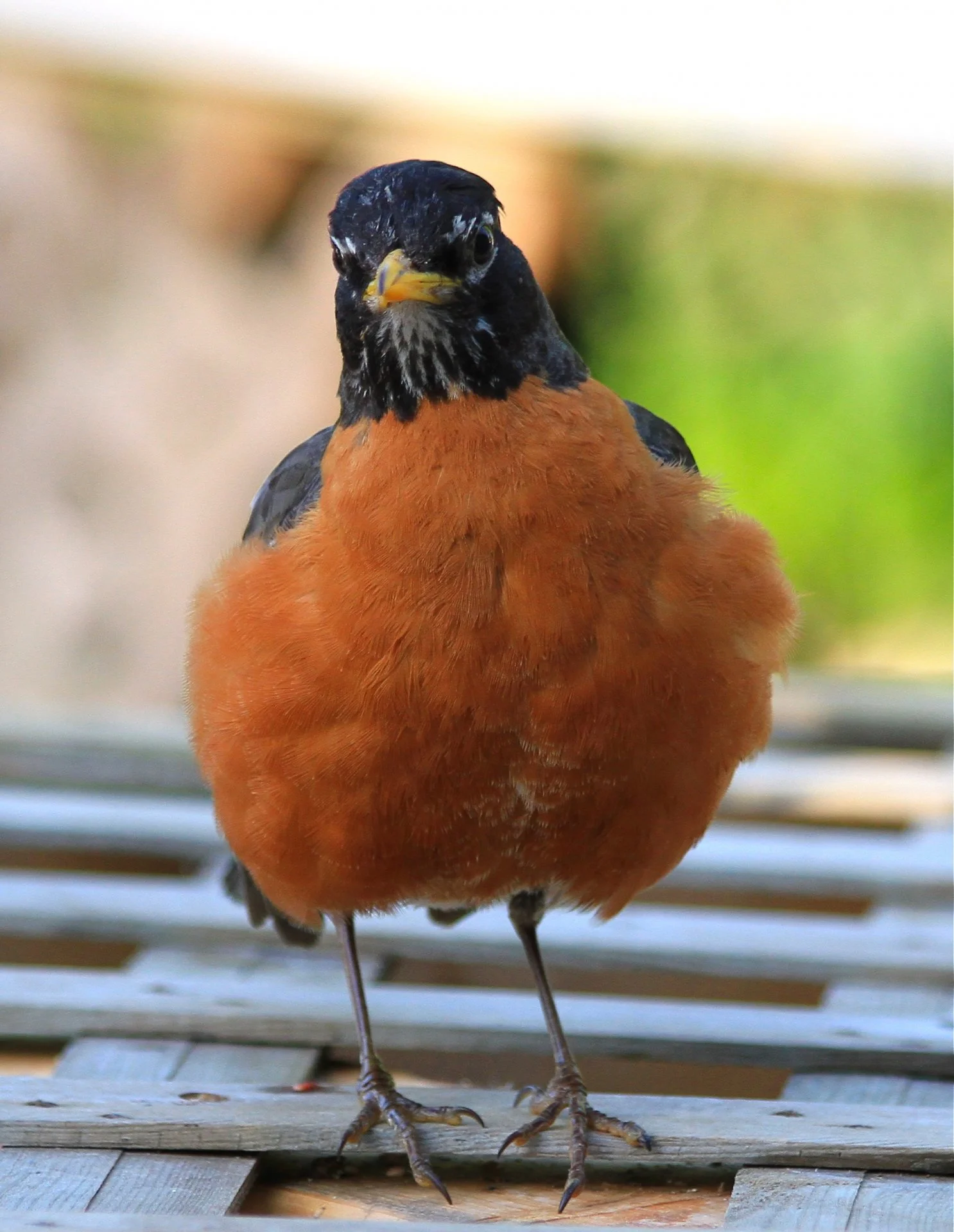 fluffy Robin