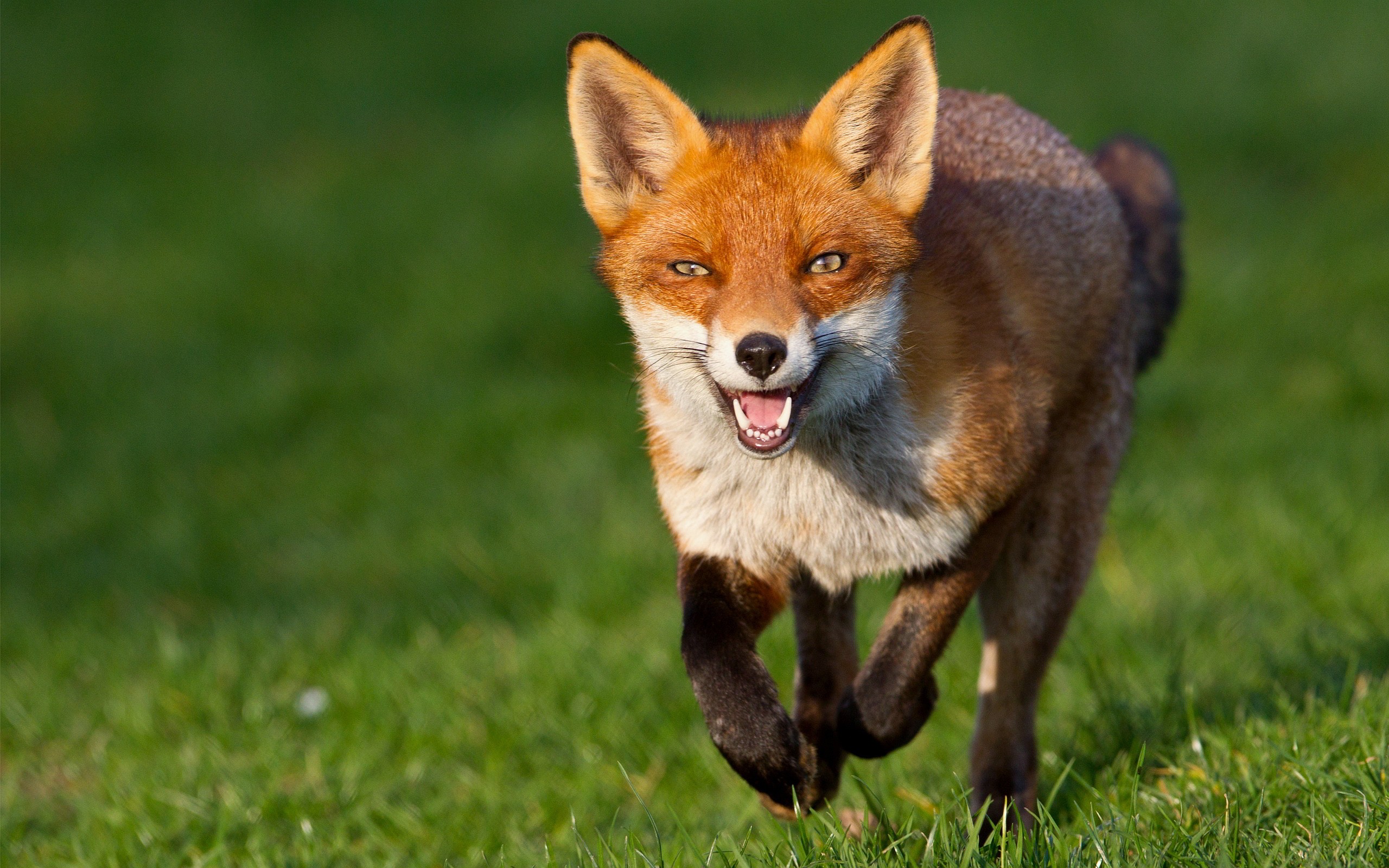 Fox running